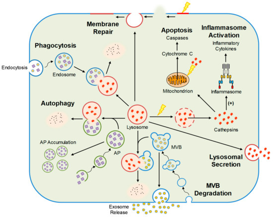 IJMS | Free Full-Text | Podocyte Lysosome Dysfunction in Chronic