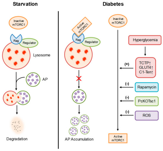 IJMS | Special Issue : Biogenesis and Functional Roles of Lysosomes