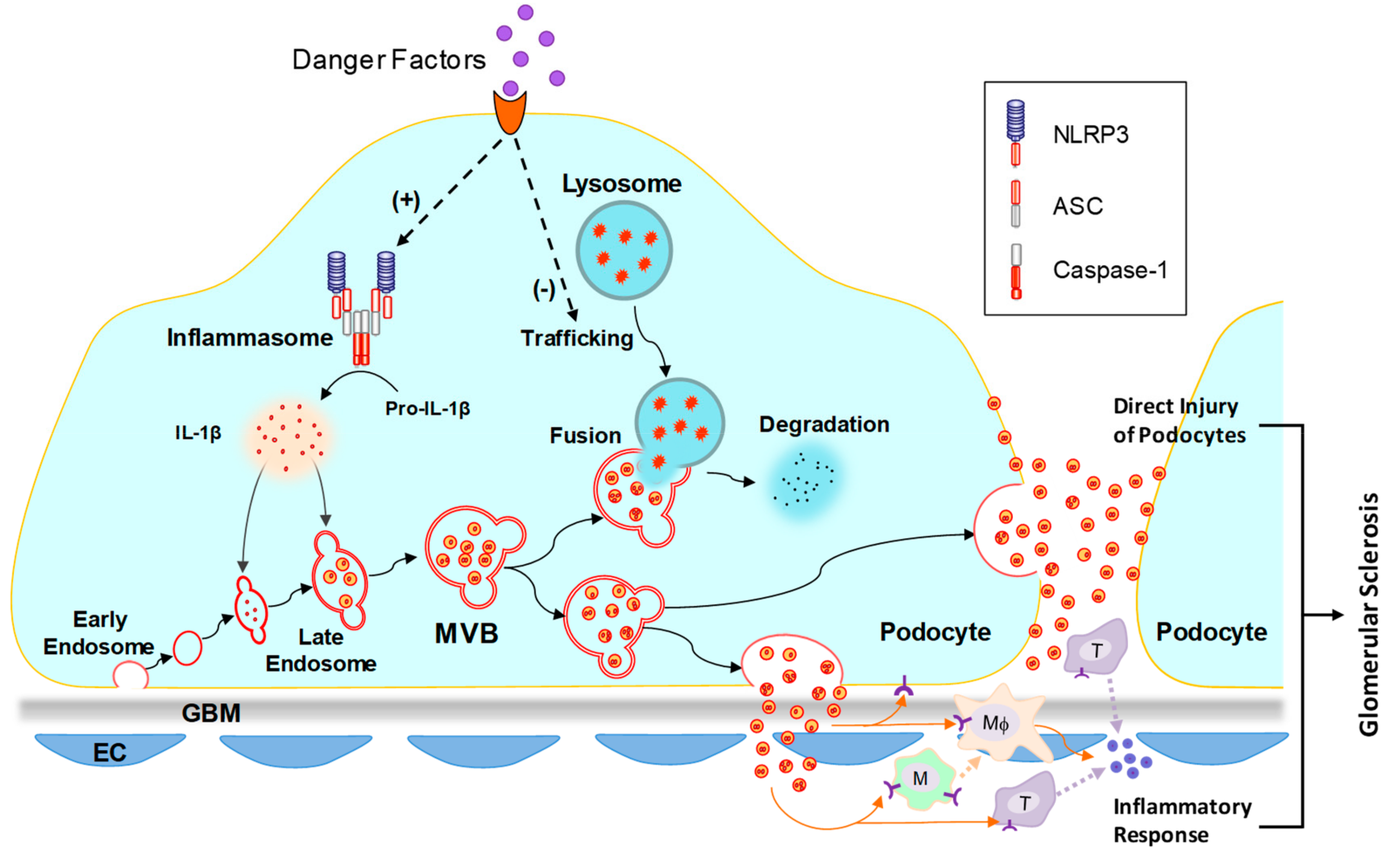 IJMS | Free Full-Text | Podocyte Lysosome Dysfunction in Chronic