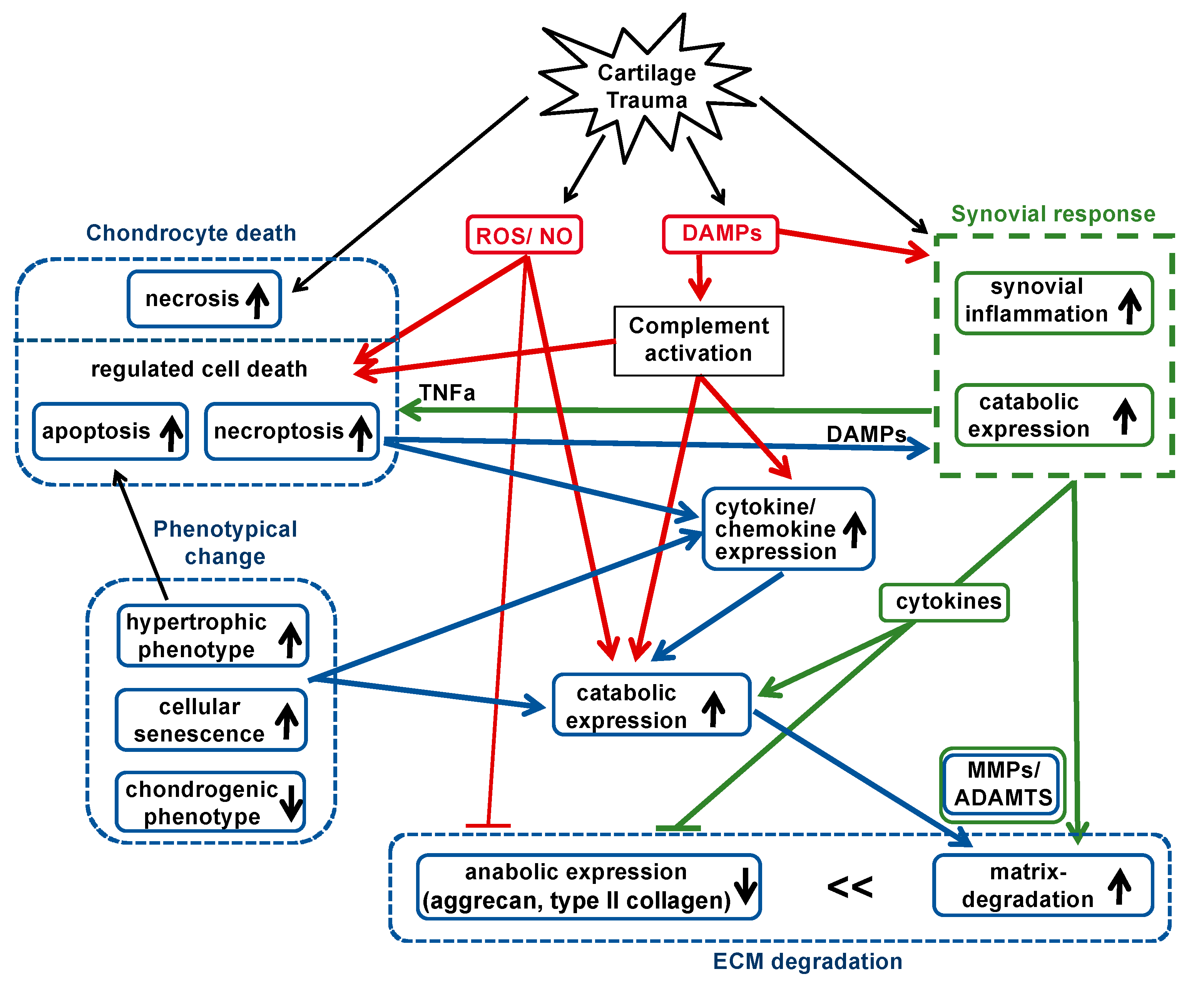 Ijms 21 01560 g001 Ijms 21 01560 g001
