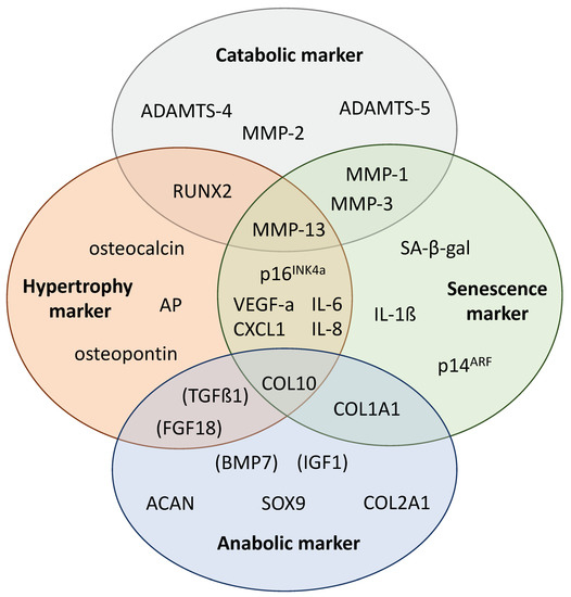 Pathomechanisms of Posttraumatic Osteoarthritis: Chondrocyte