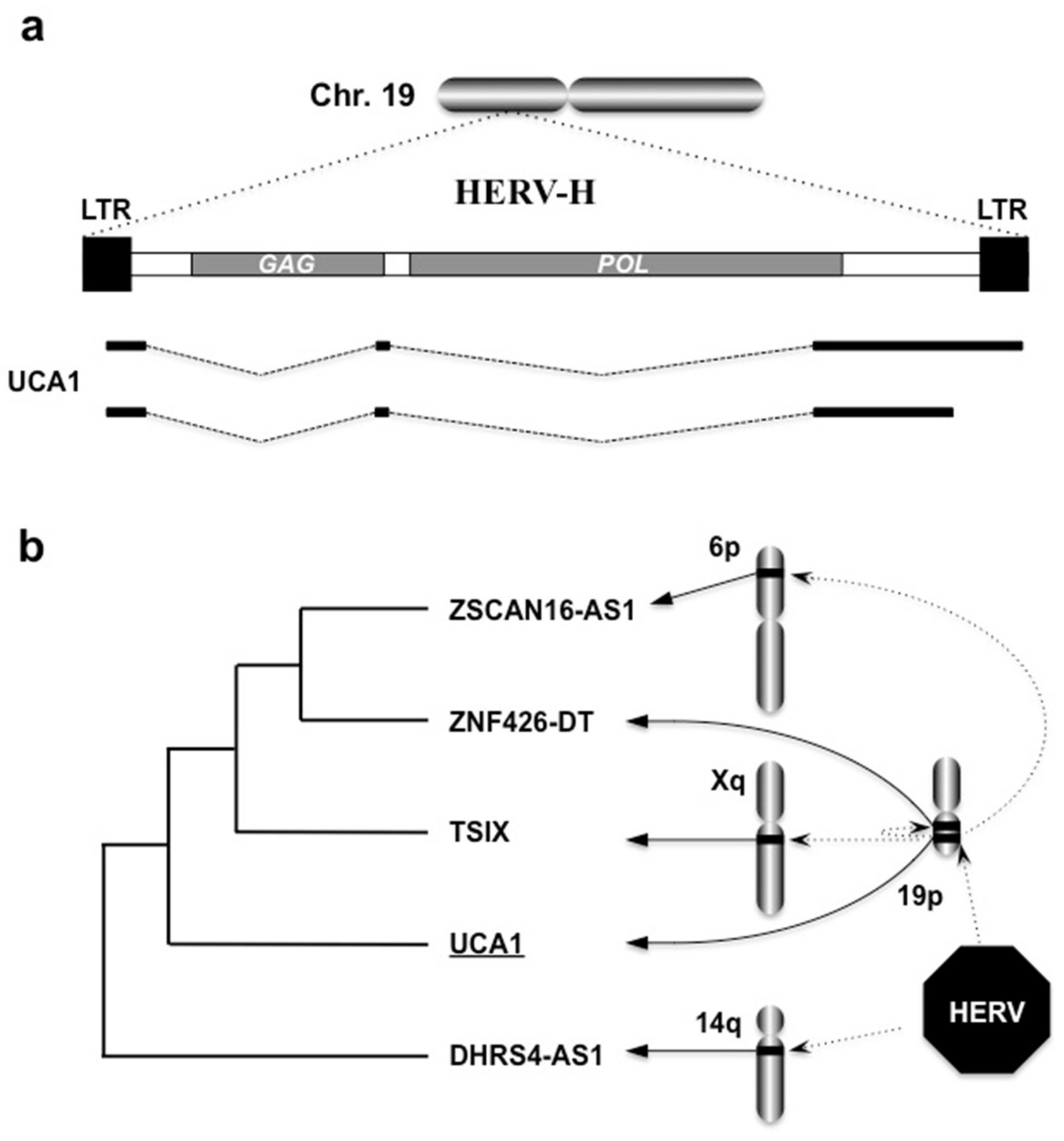 Ijms 21 01564 g006 Ijms 21 01564 g006