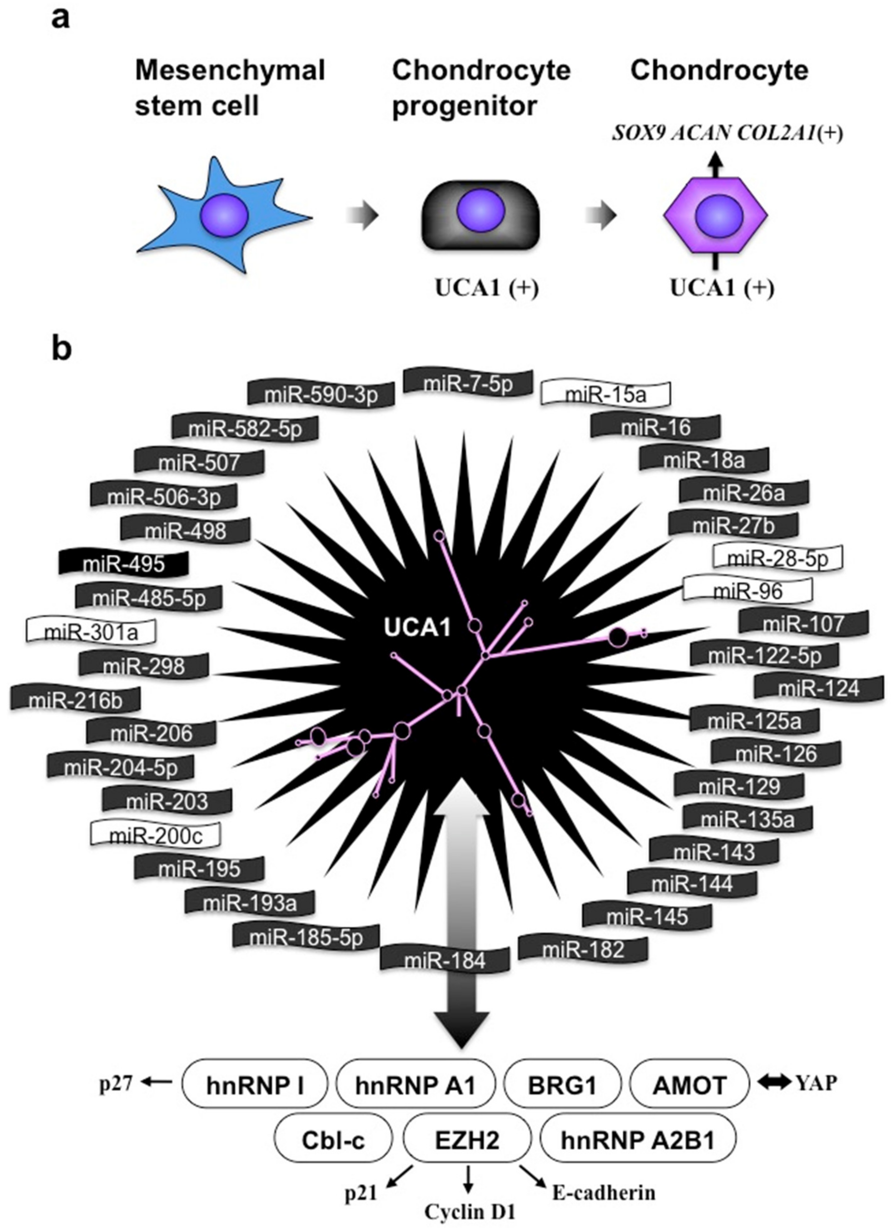 Ijms 21 01564 g007 Ijms 21 01564 g007