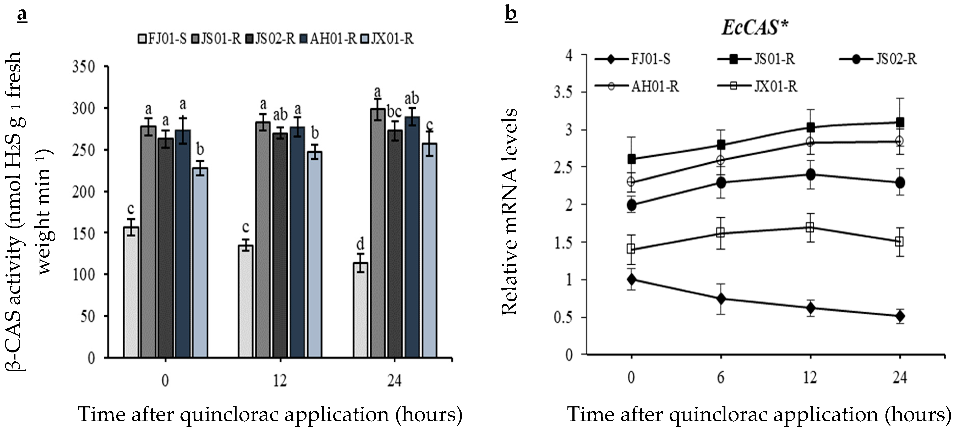 Ijms Free Full Text Ethylene Biosynthesis Inhibition Combined With Cyanide Degradation Confer Resistance To Quinclorac In Echinochloa Crus Galli Var Mitis Html Ijms Free Full Text Ethylene Biosynthesis Inhibition Combined With Cyanide Degradation Confer Resistance To Quinclorac In Echinochloa Crus Galli Var Mitis Html