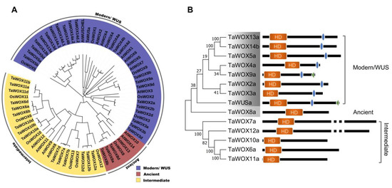 Identification of the WUSCHEL-Related Homeobox (WOX) Gene