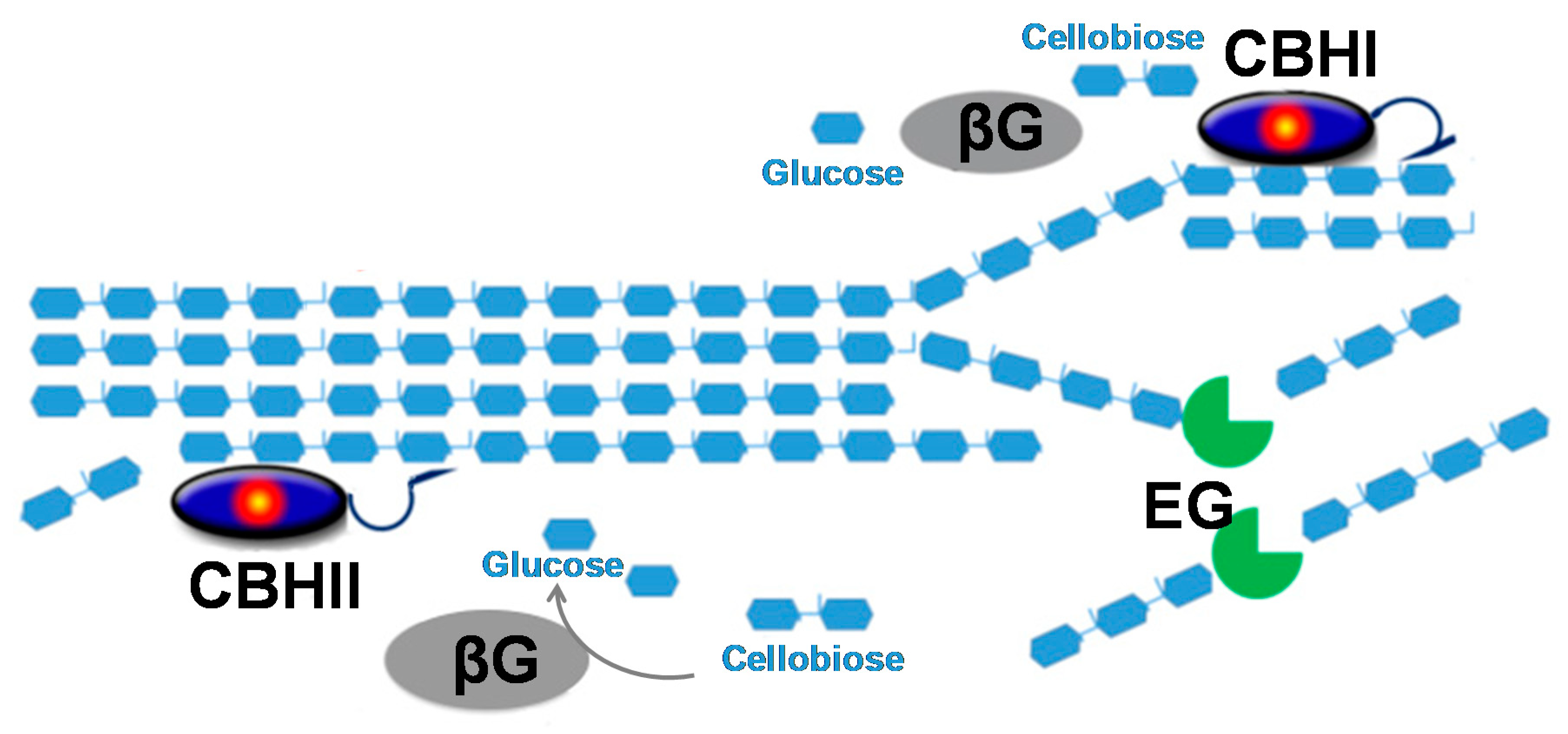 Ijms 21 01589 g001 Ijms 21 01589 g001