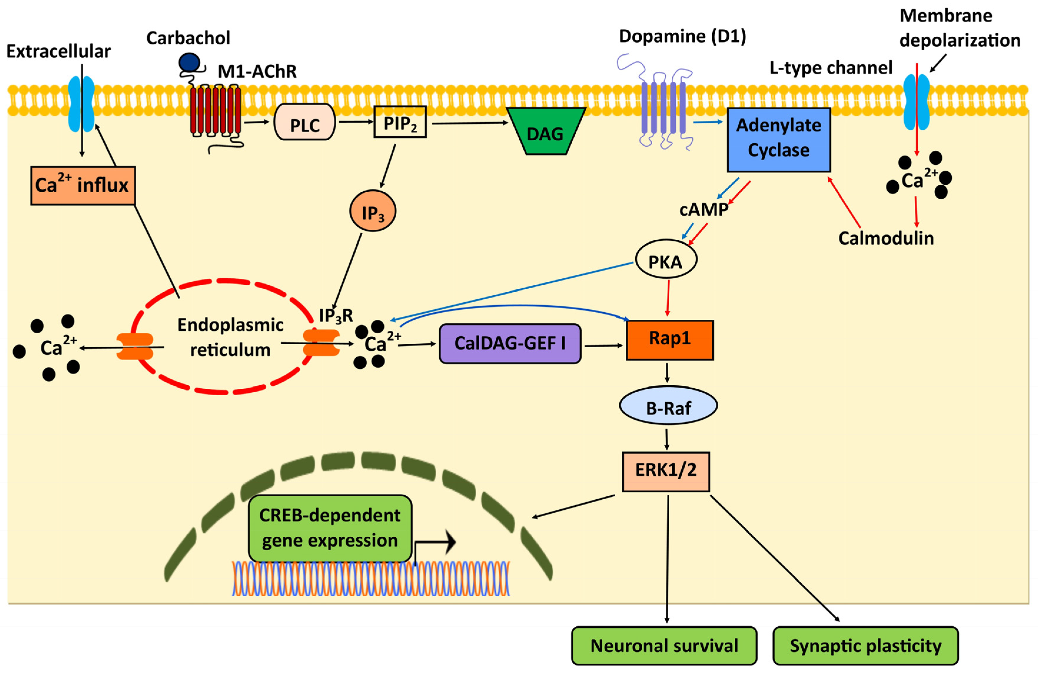 Ijms 21 01616 g001 Ijms 21 01616 g001