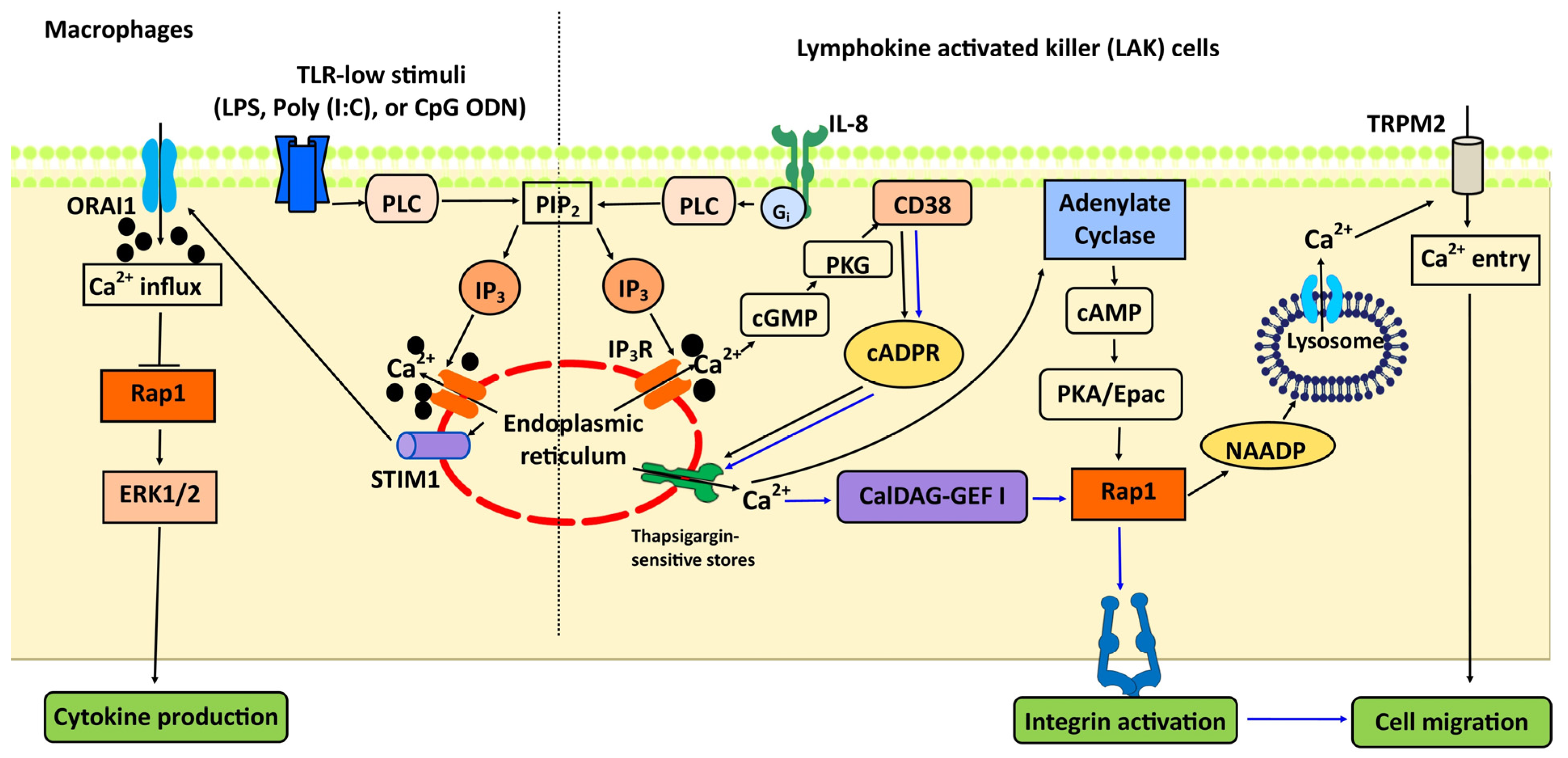 Ijms 21 01616 g003 Ijms 21 01616 g003