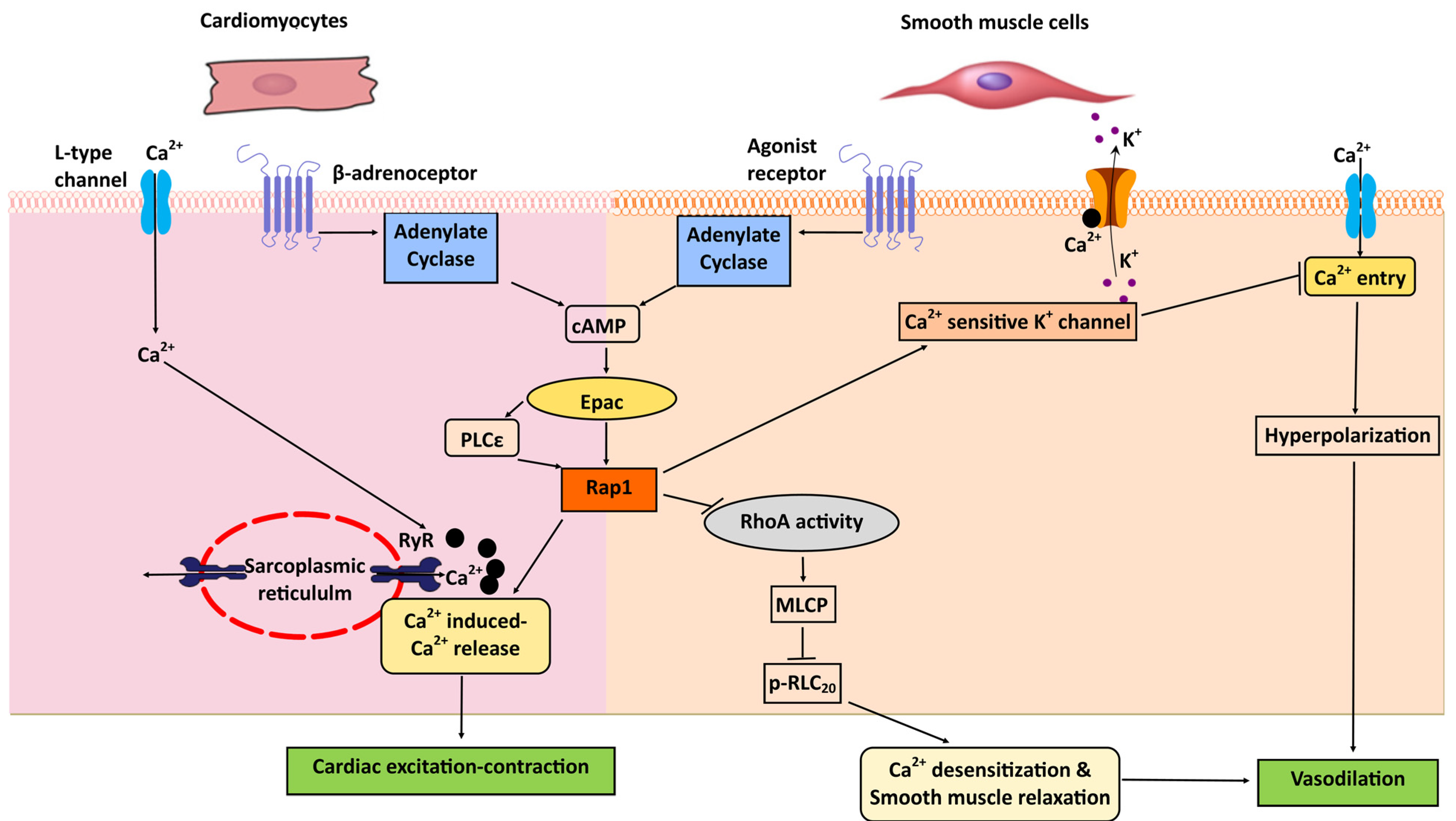 Ijms 21 01616 g004 Ijms 21 01616 g004