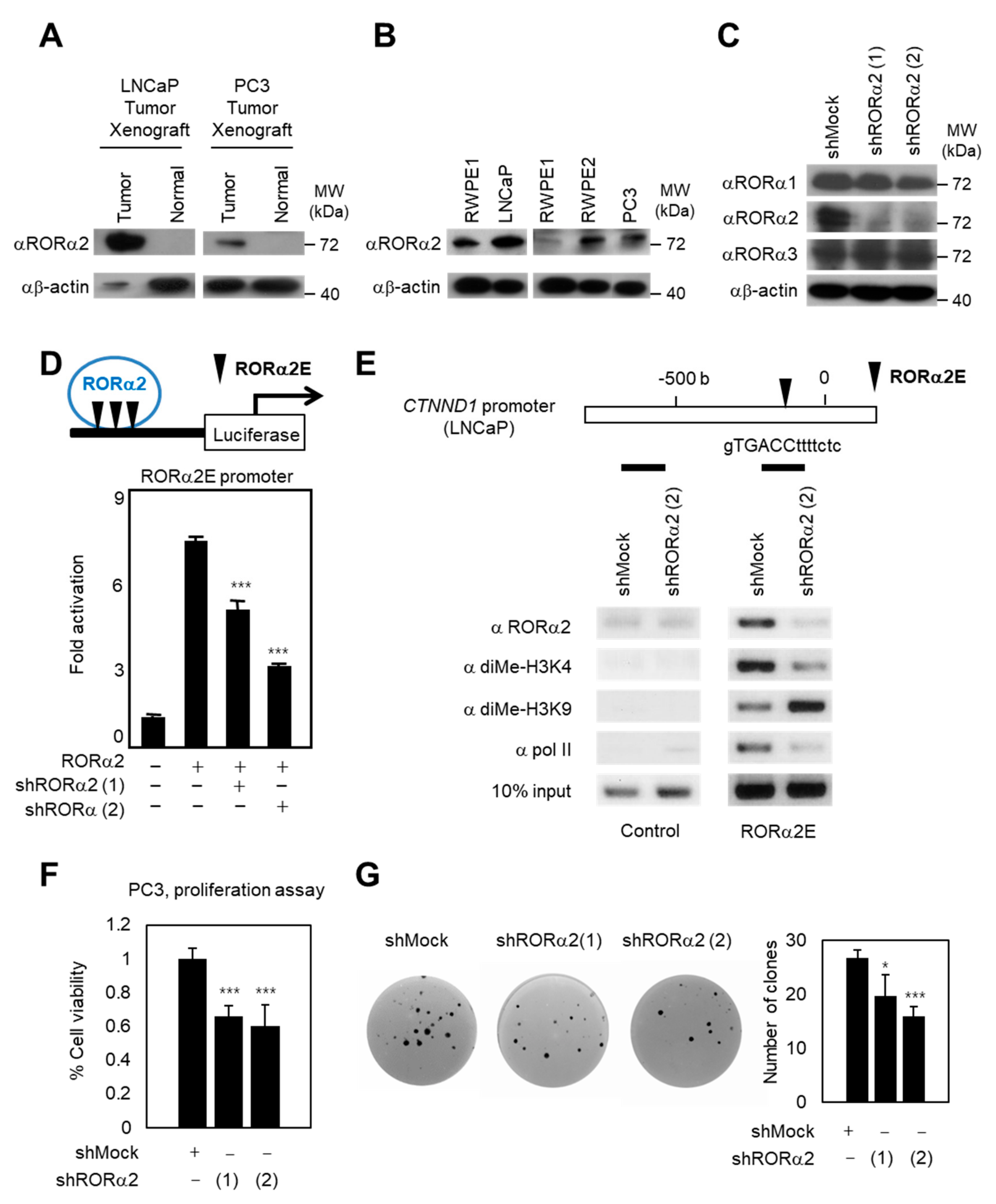 Ijms 21 01622 g001 Ijms 21 01622 g001