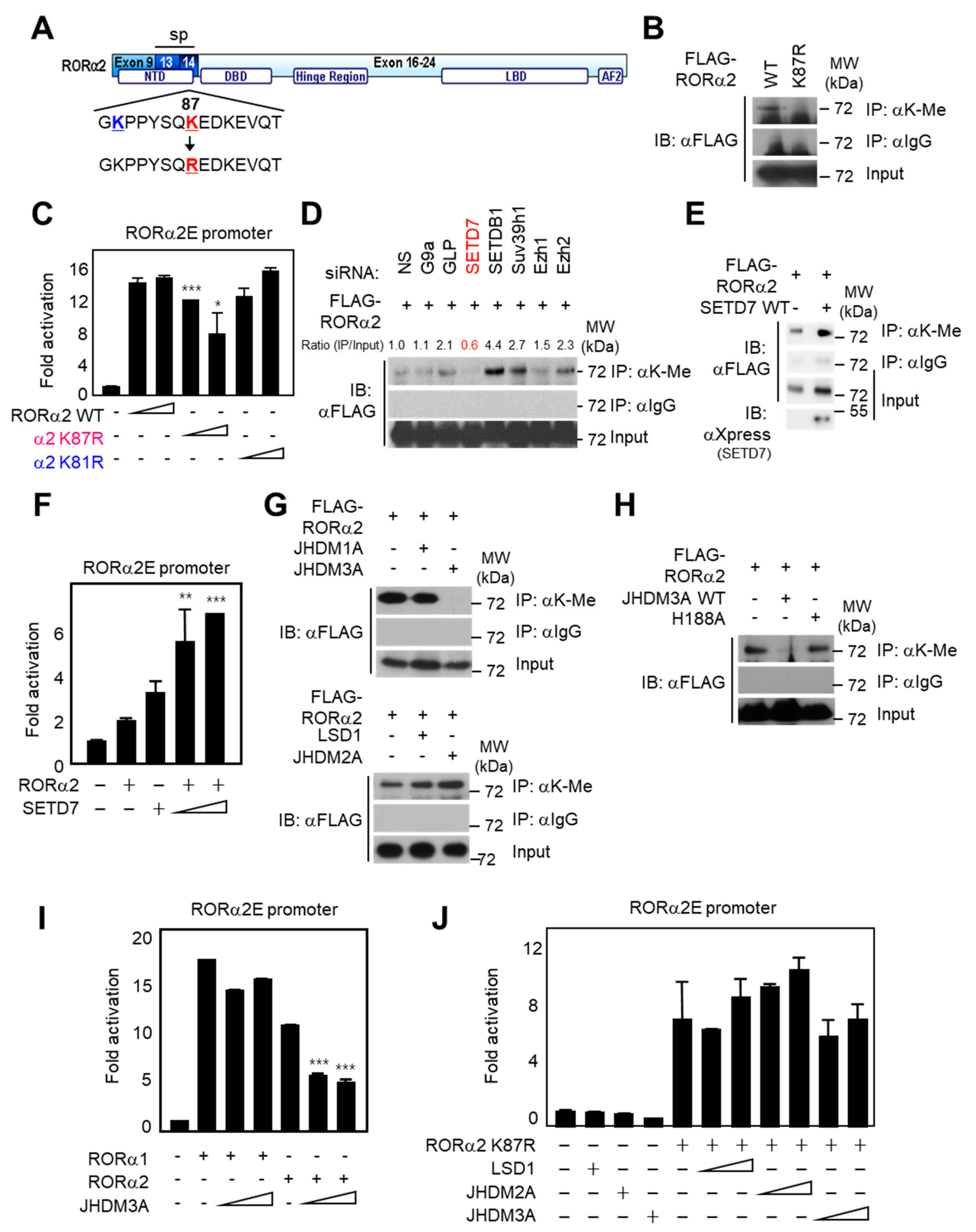 Ijms 21 01622 g003 Ijms 21 01622 g003