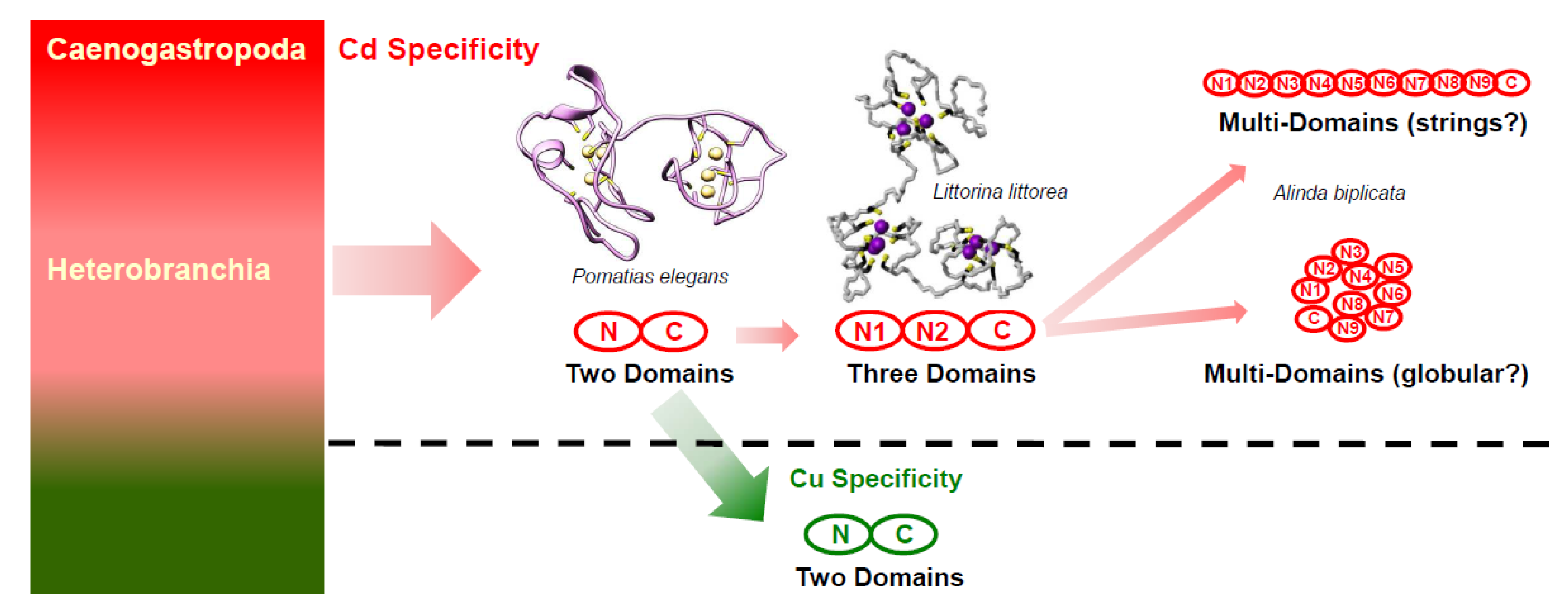 Ijms 21 01631 g008 Ijms 21 01631 g008