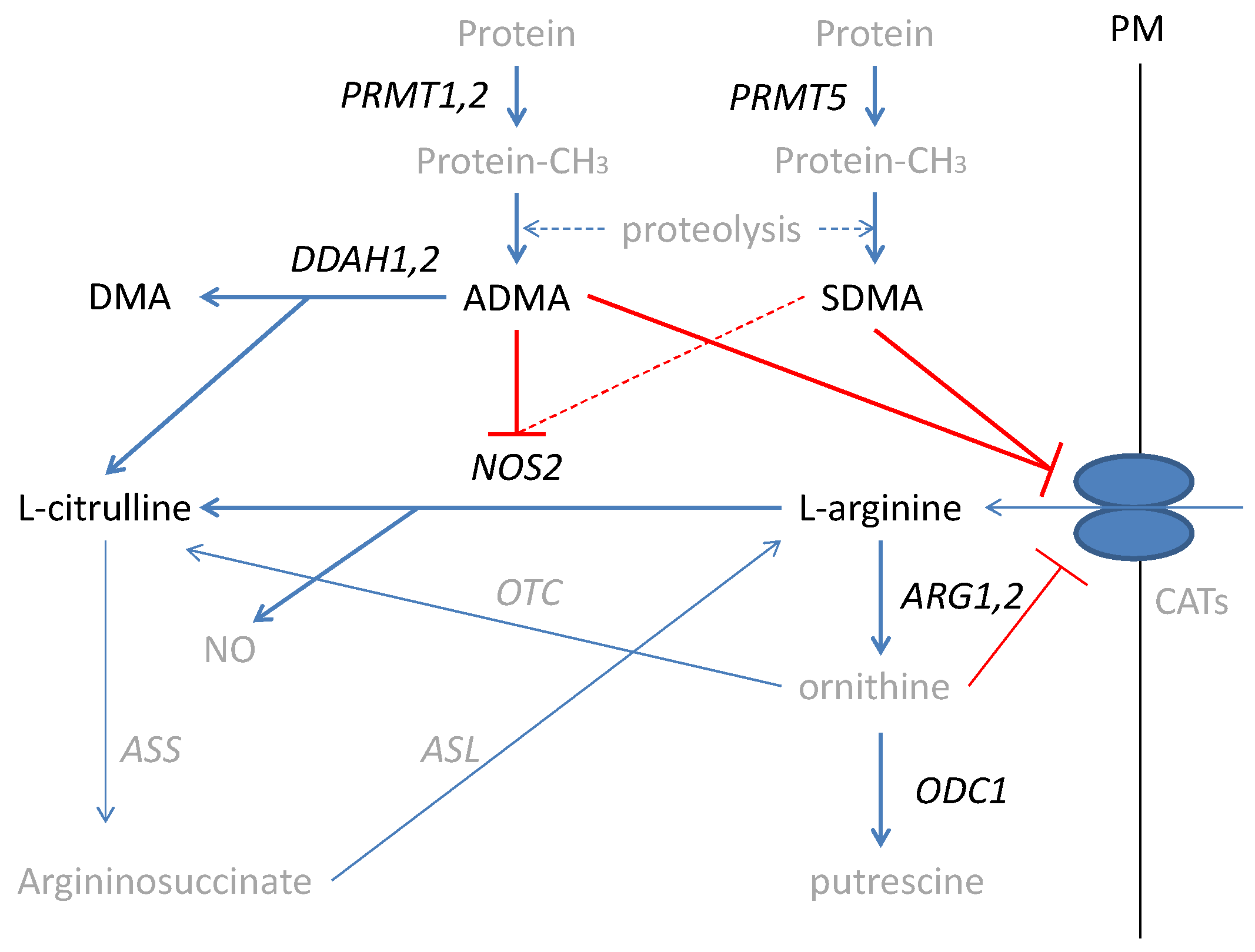 IJMS Free FullText Transcriptional and Metabolomic Analysis of L
