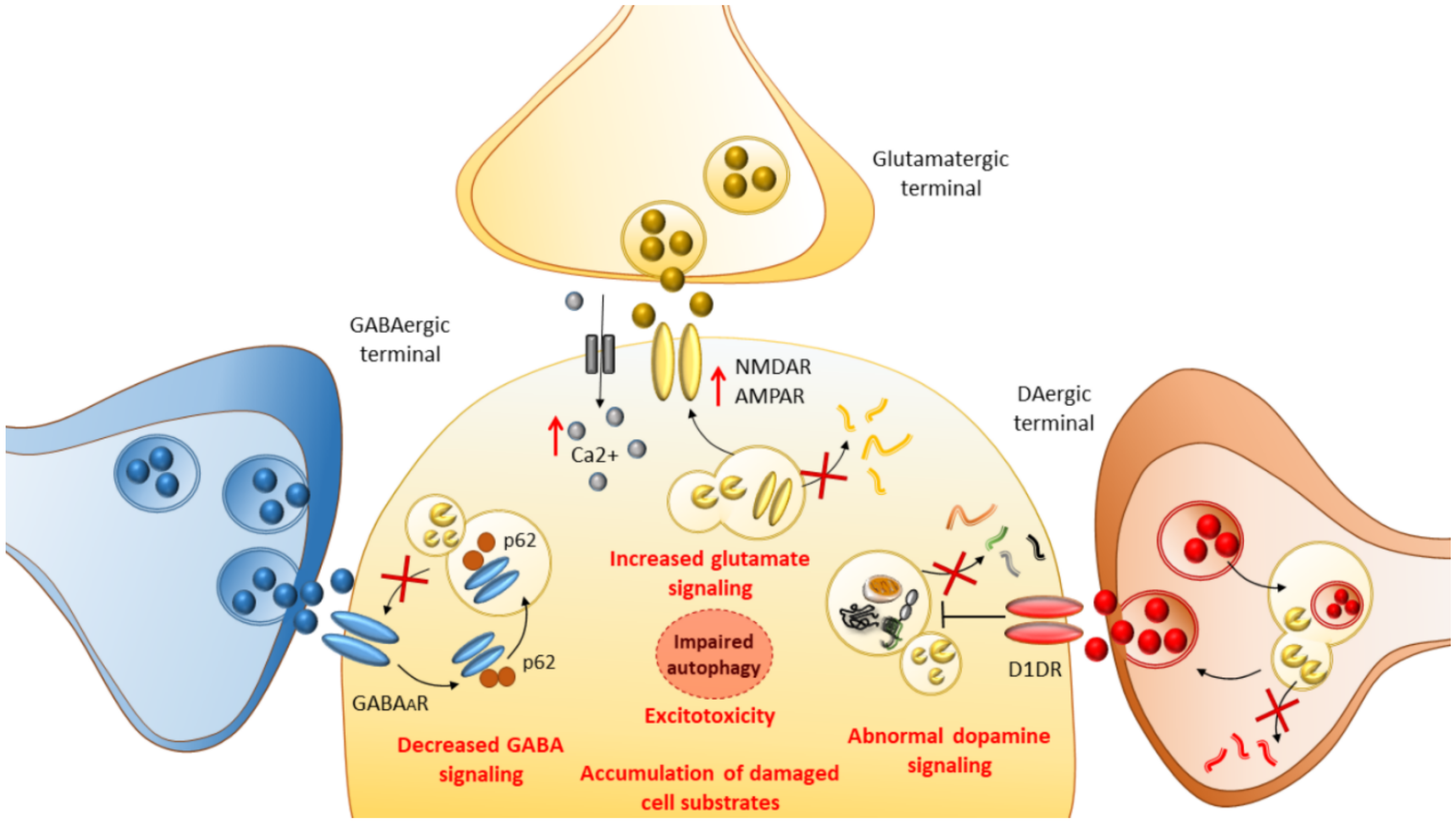 IJMS | Free Full-Text | mTOR-Related Cell-Clearing Systems in Epileptic