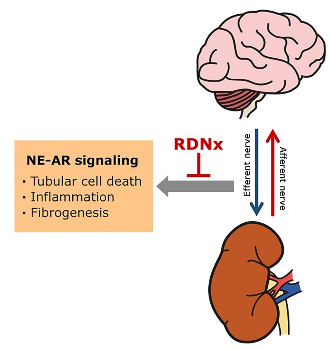 IJMS Free FullText Renal Sympathetic NerveDerived Signaling in Acute and Chronic Kidney
