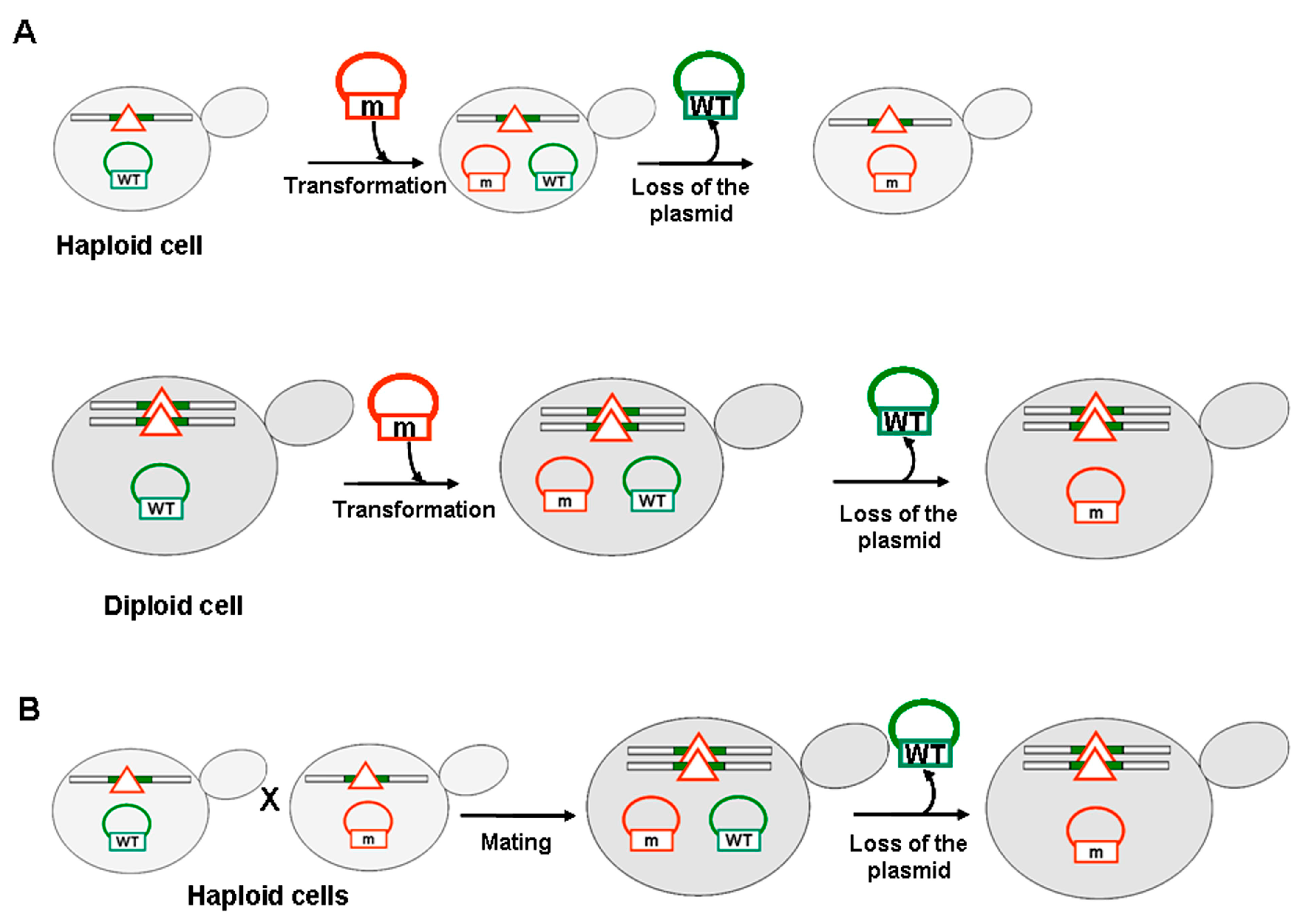 Ijms 21 01648 g002 Ijms 21 01648 g002