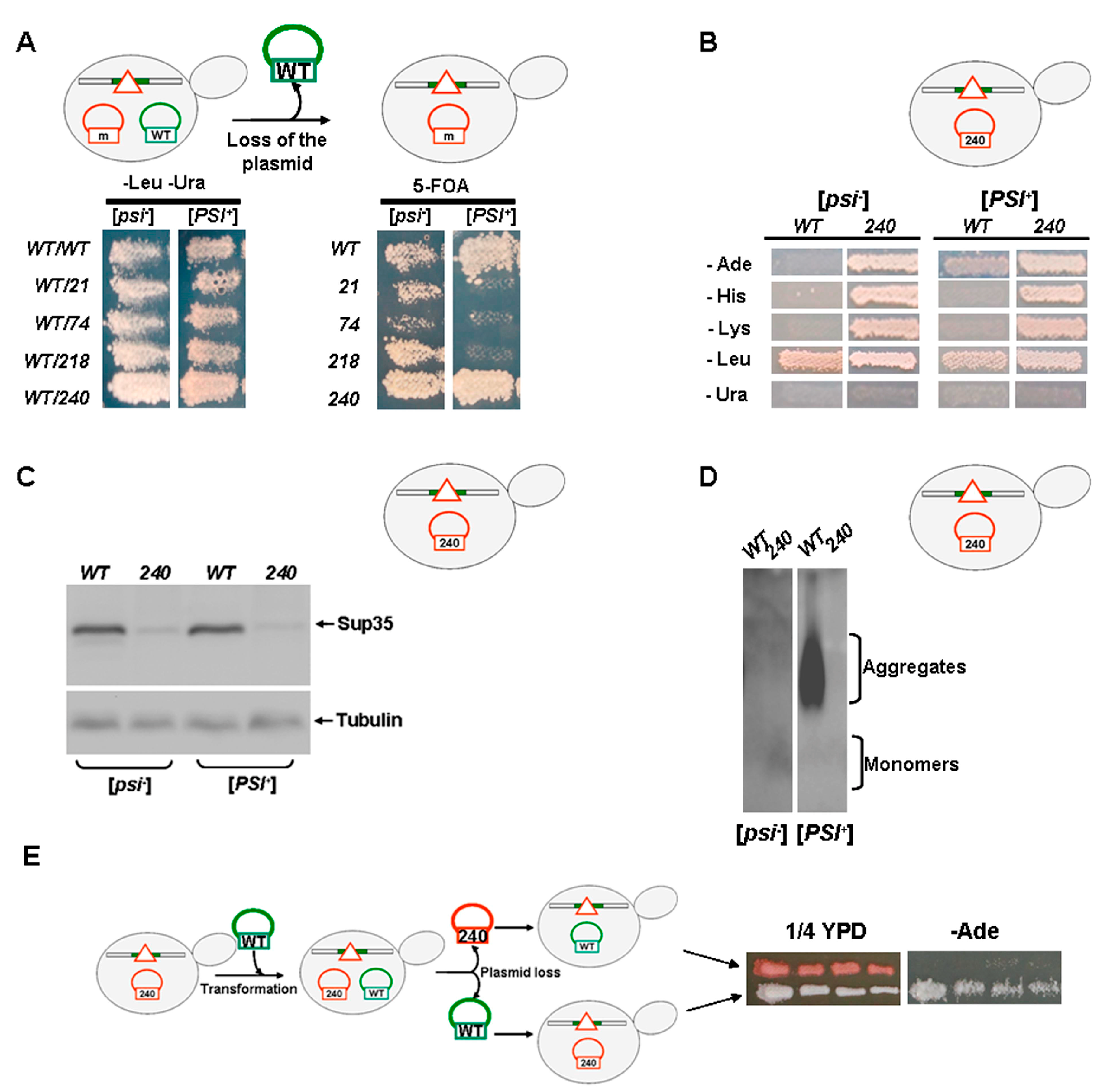 Ijms 21 01648 g004 Ijms 21 01648 g004