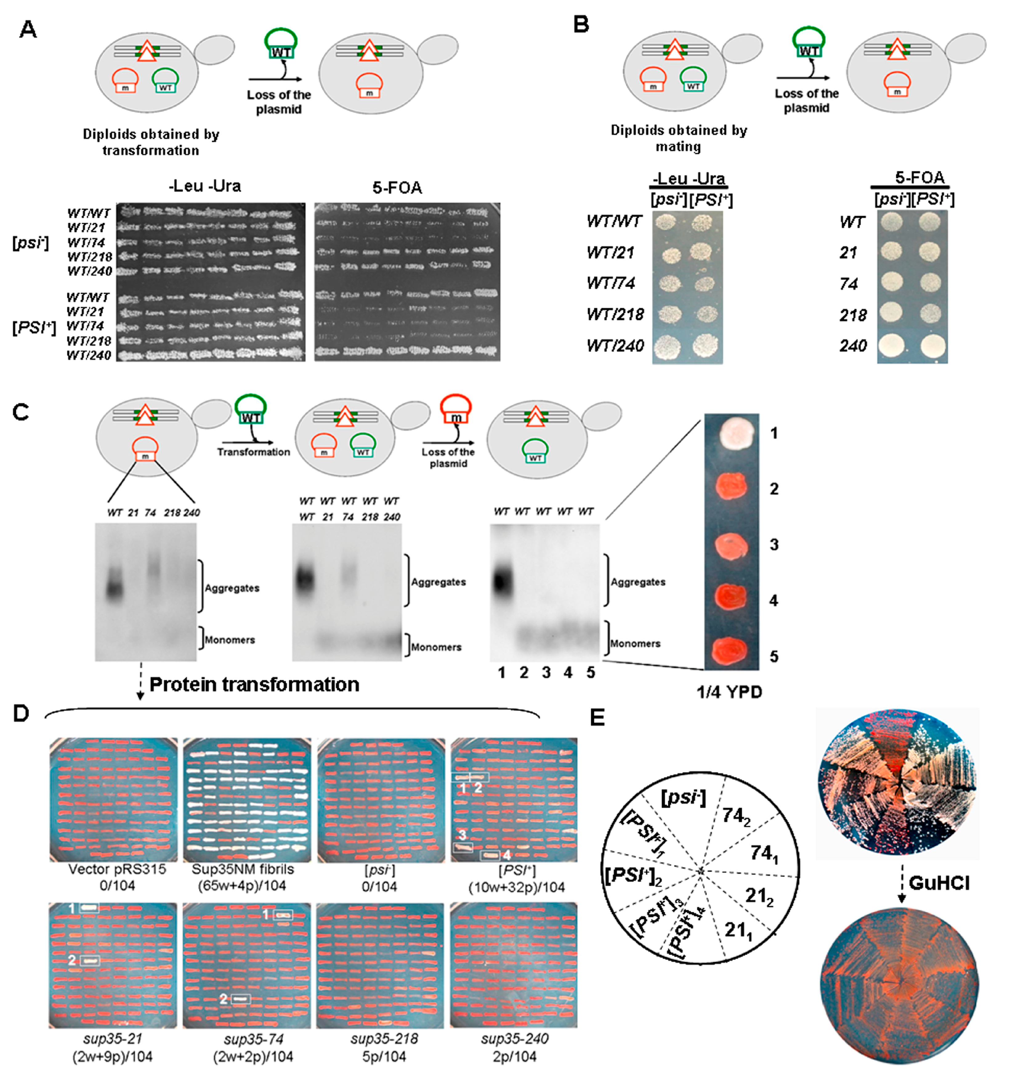 Ijms 21 01648 g005 Ijms 21 01648 g005