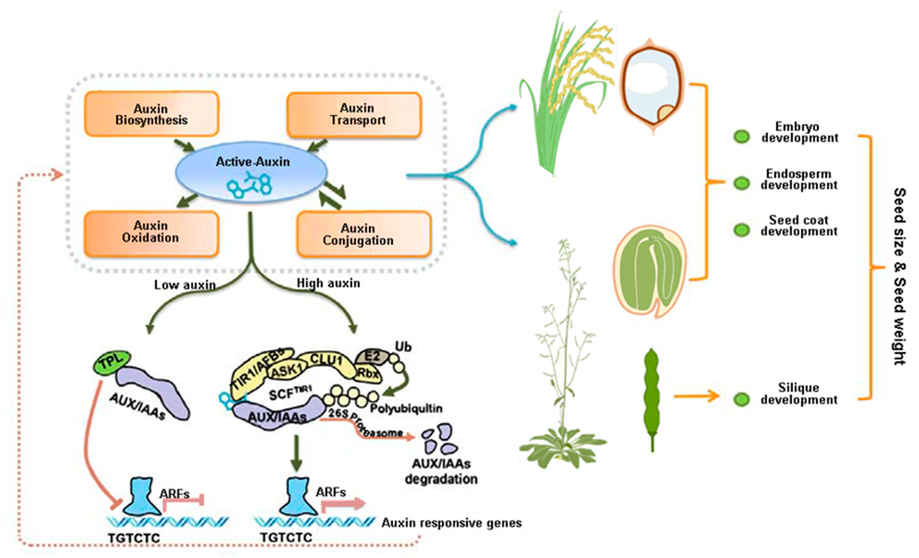 Ijms 21 01662 g001 Ijms 21 01662 g001