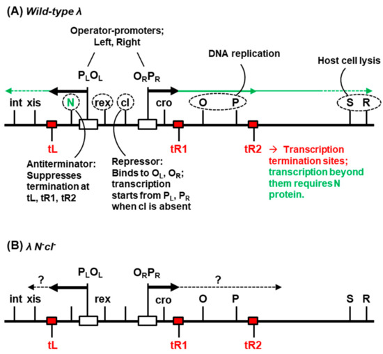 Ijms Free Full Text Altered Growth And Envelope Properties Of Polylysogens Containing Bacteriophage Lambda N Ci Prophages Html