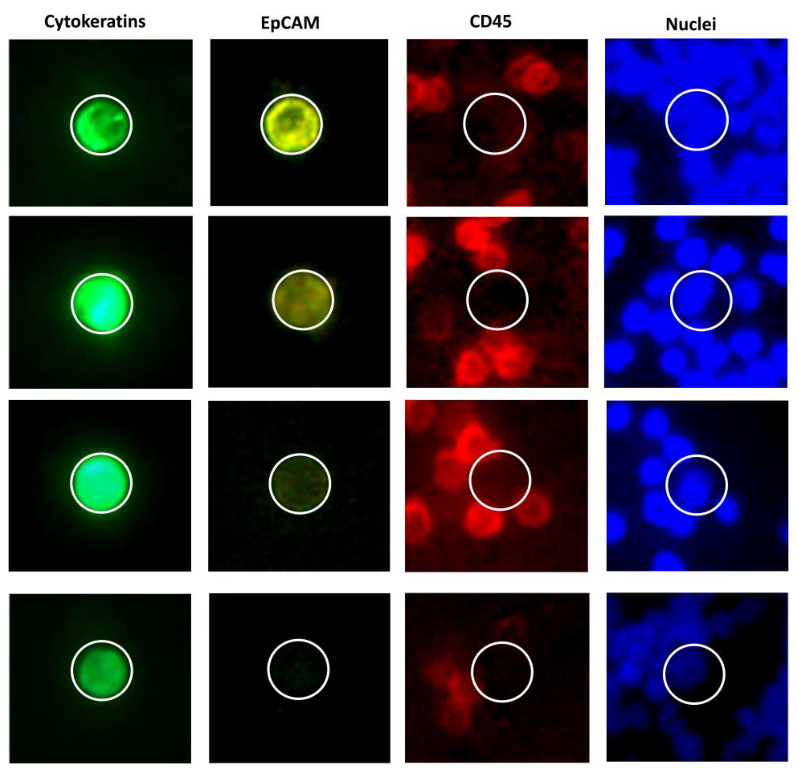 Ijms 21 01671 g002 Ijms 21 01671 g002