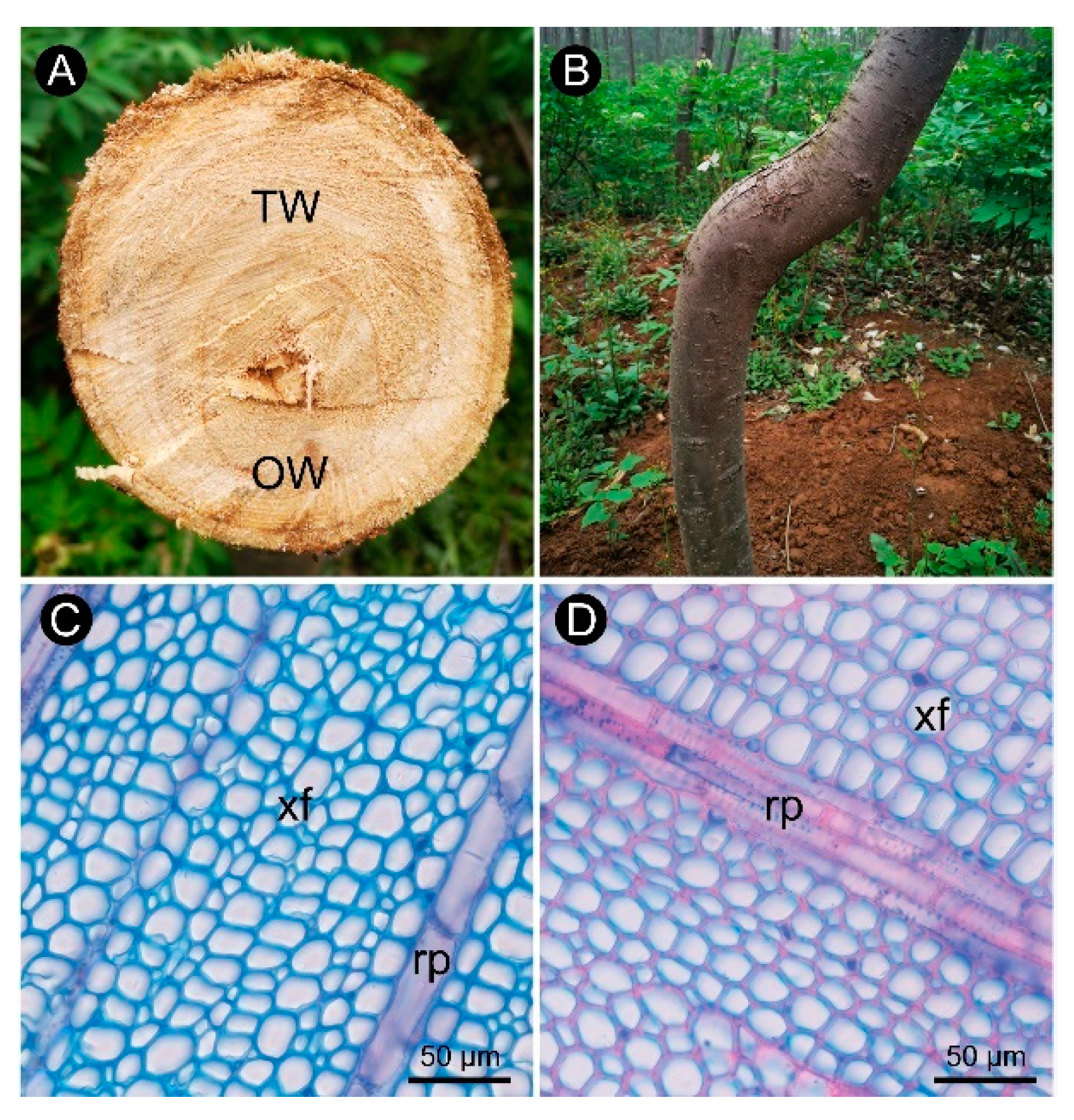 Ijms 21 01686 g001 Ijms 21 01686 g001