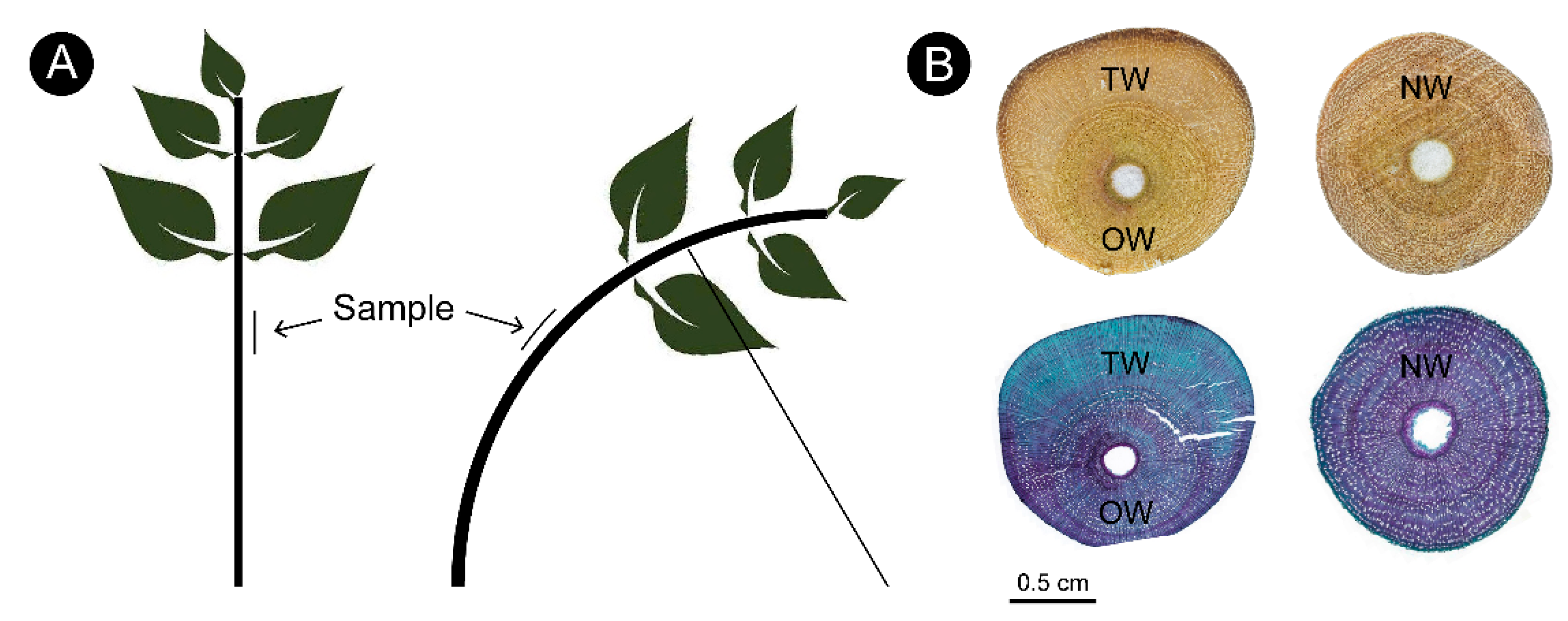 Ijms 21 01686 g012 Ijms 21 01686 g012