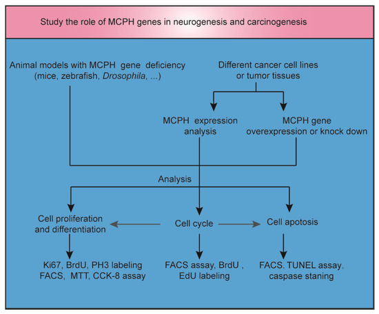 Ijms Free Full Text The Yin And Yang Of Autosomal Recessive Primary Microcephaly Genes Insights From Neurogenesis And Carcinogenesis Html