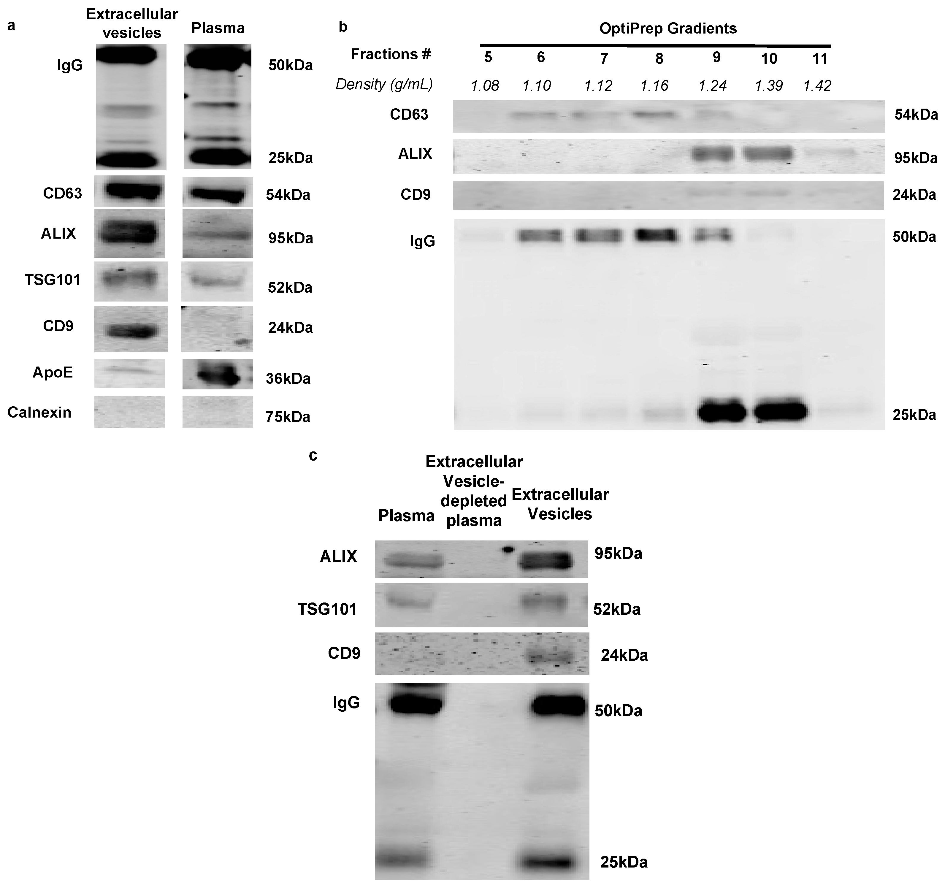 Ijms 21 01693 g001 Ijms 21 01693 g001