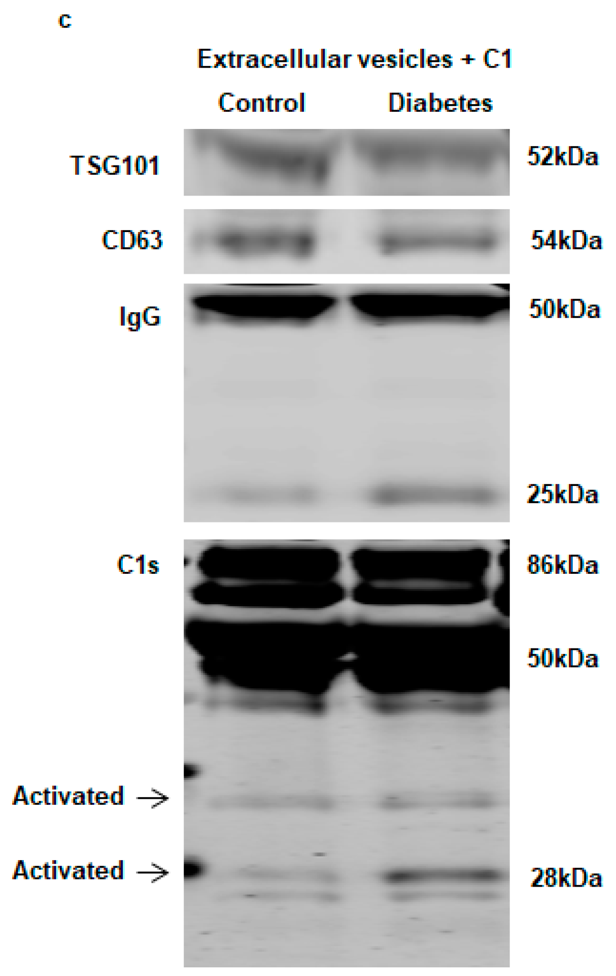 Ijms 21 01693 g003b Ijms 21 01693 g003b