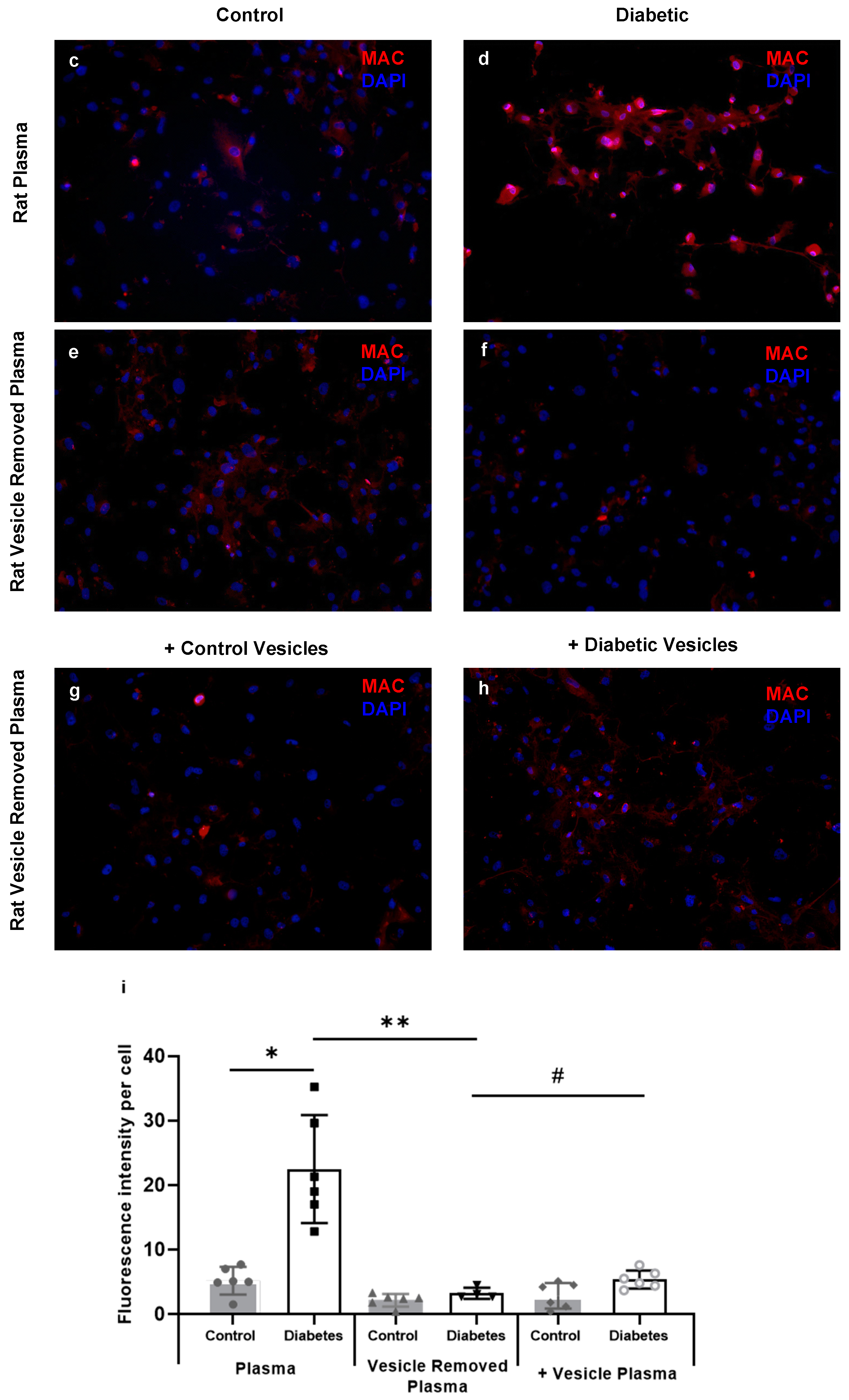 Ijms 21 01693 g004b Ijms 21 01693 g004b