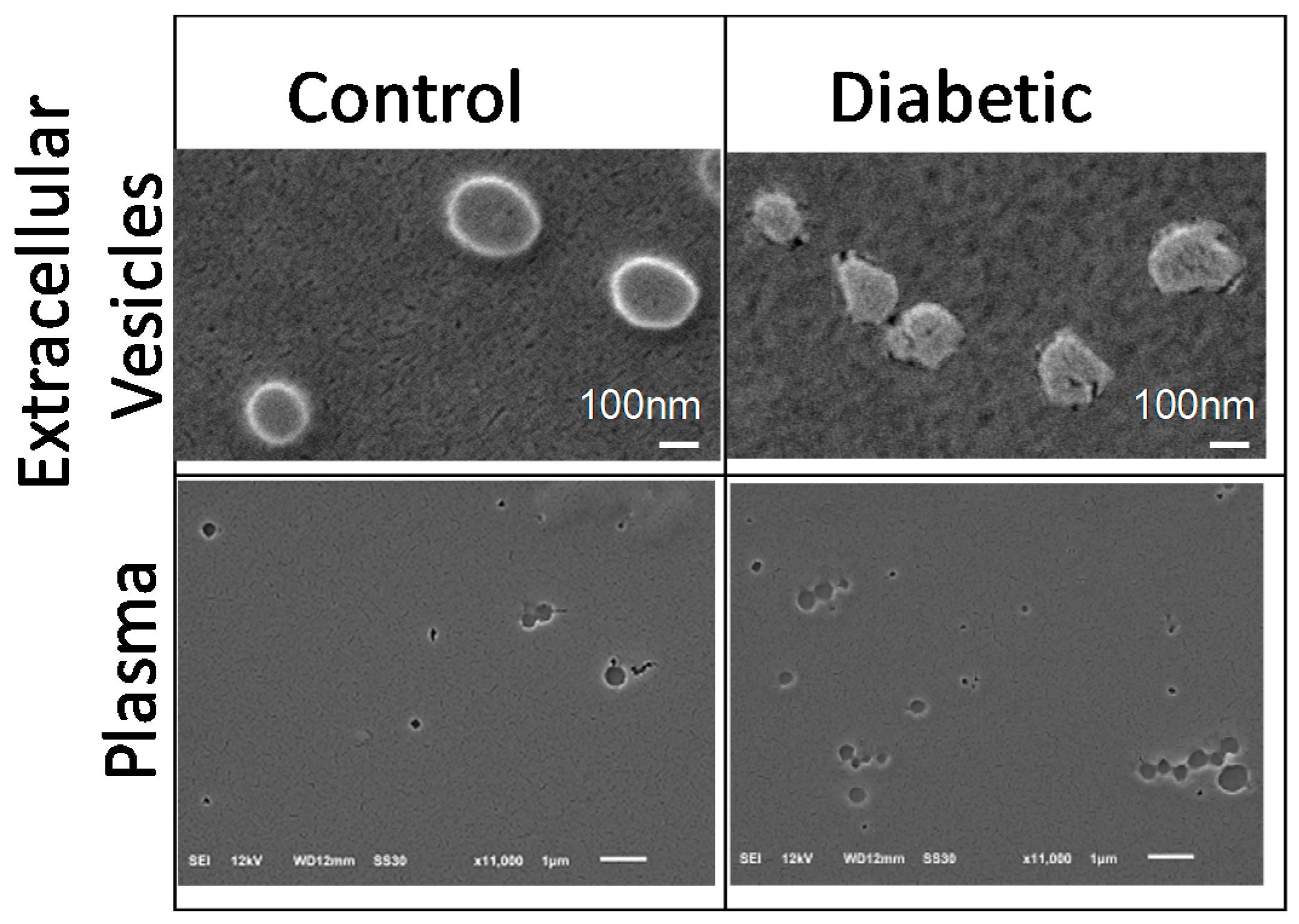 Ijms 21 01693 g005 Ijms 21 01693 g005