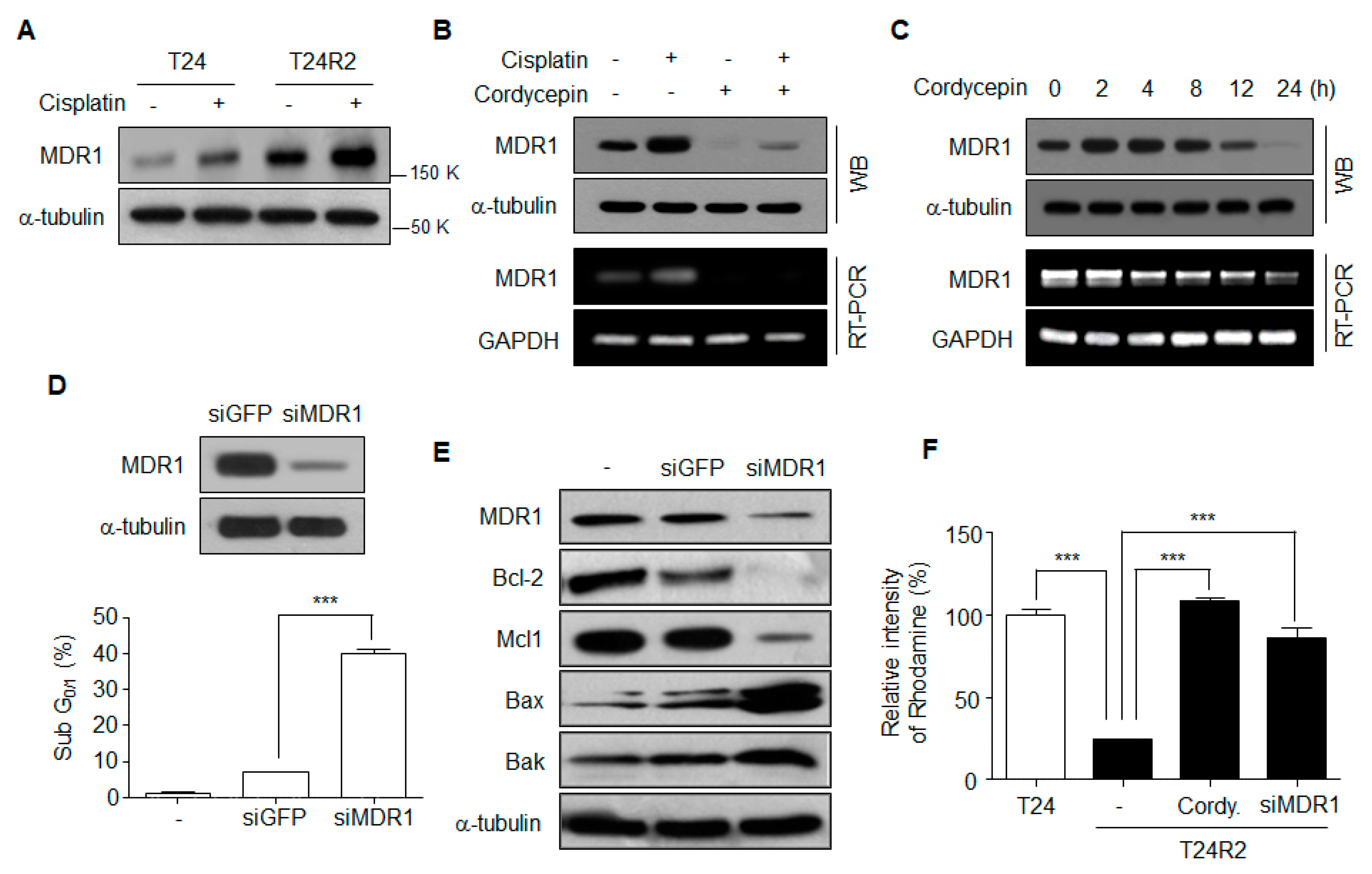 Ijms 21 01710 g003 Ijms 21 01710 g003