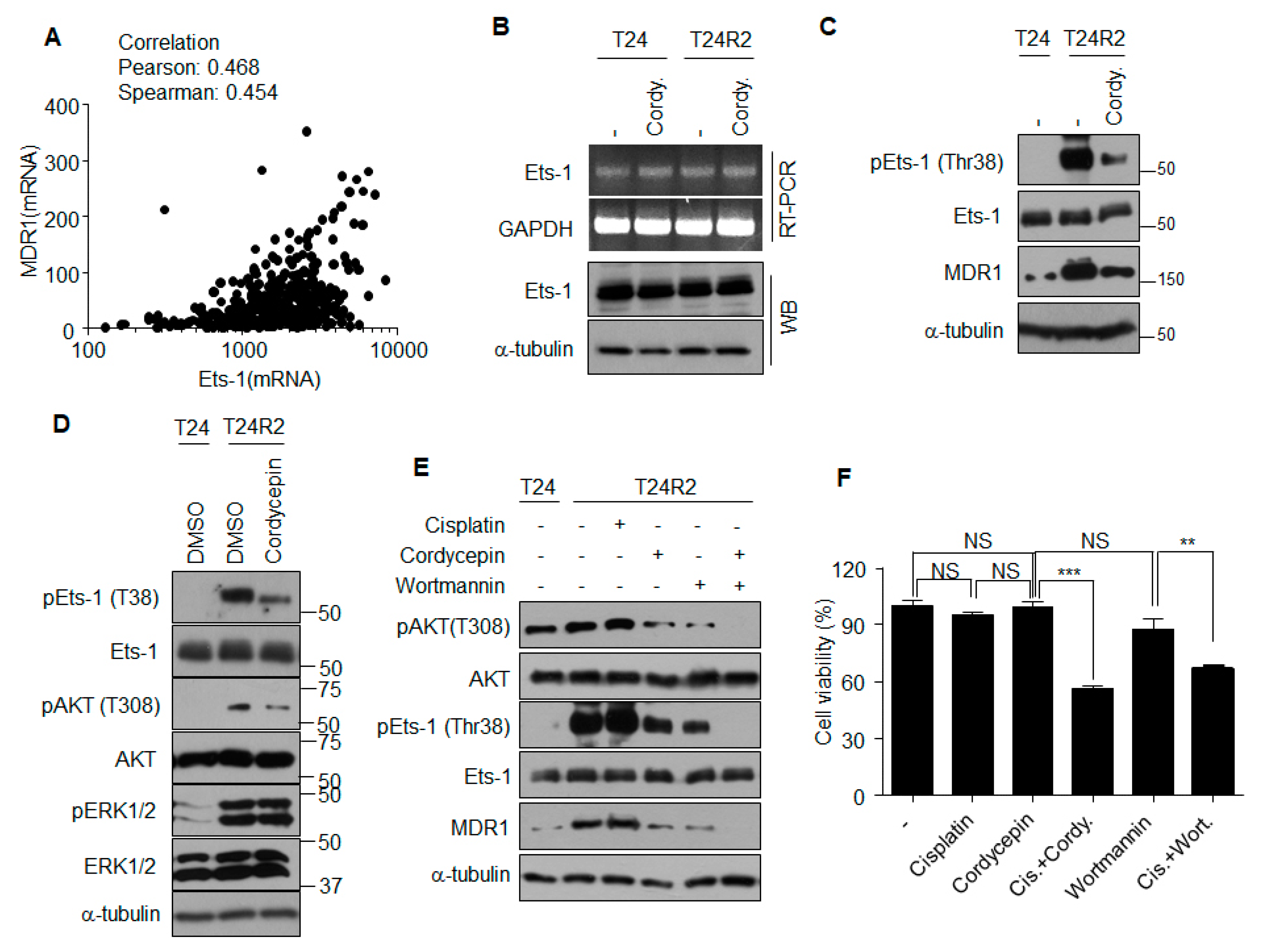 Ijms 21 01710 g005 Ijms 21 01710 g005