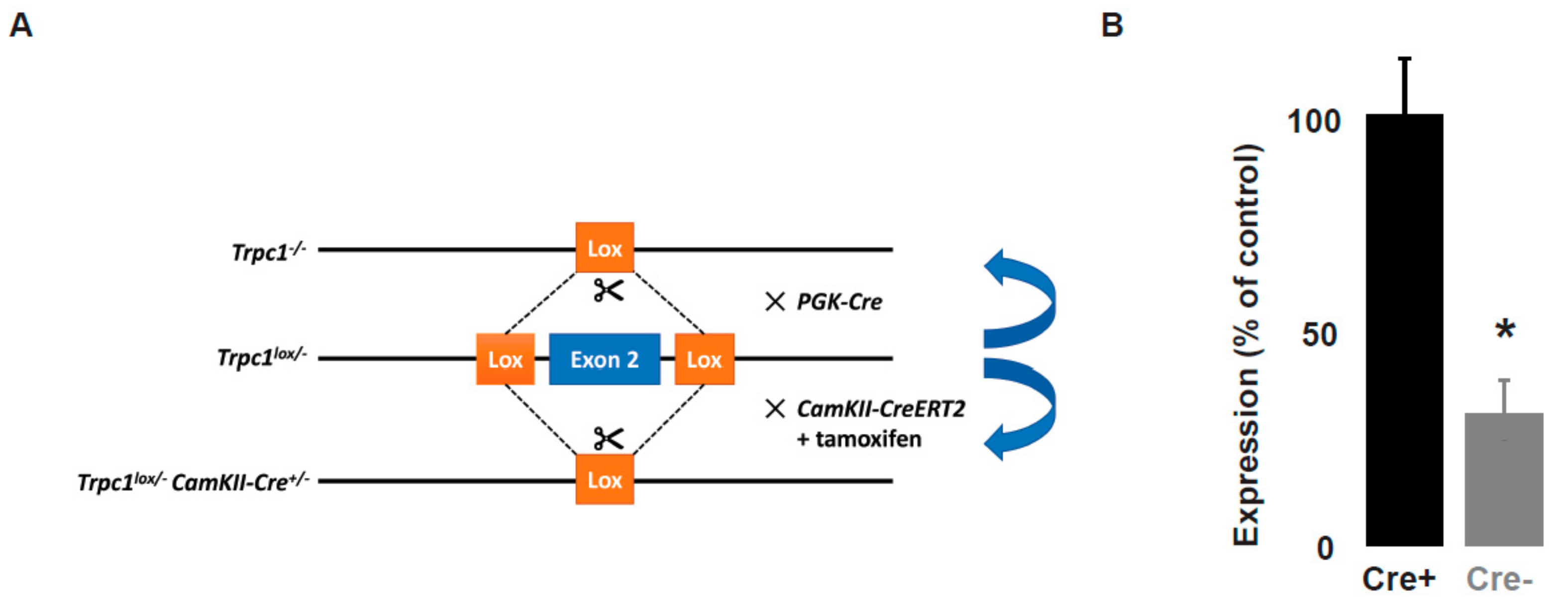 Ijms 21 01712 g001 Ijms 21 01712 g001