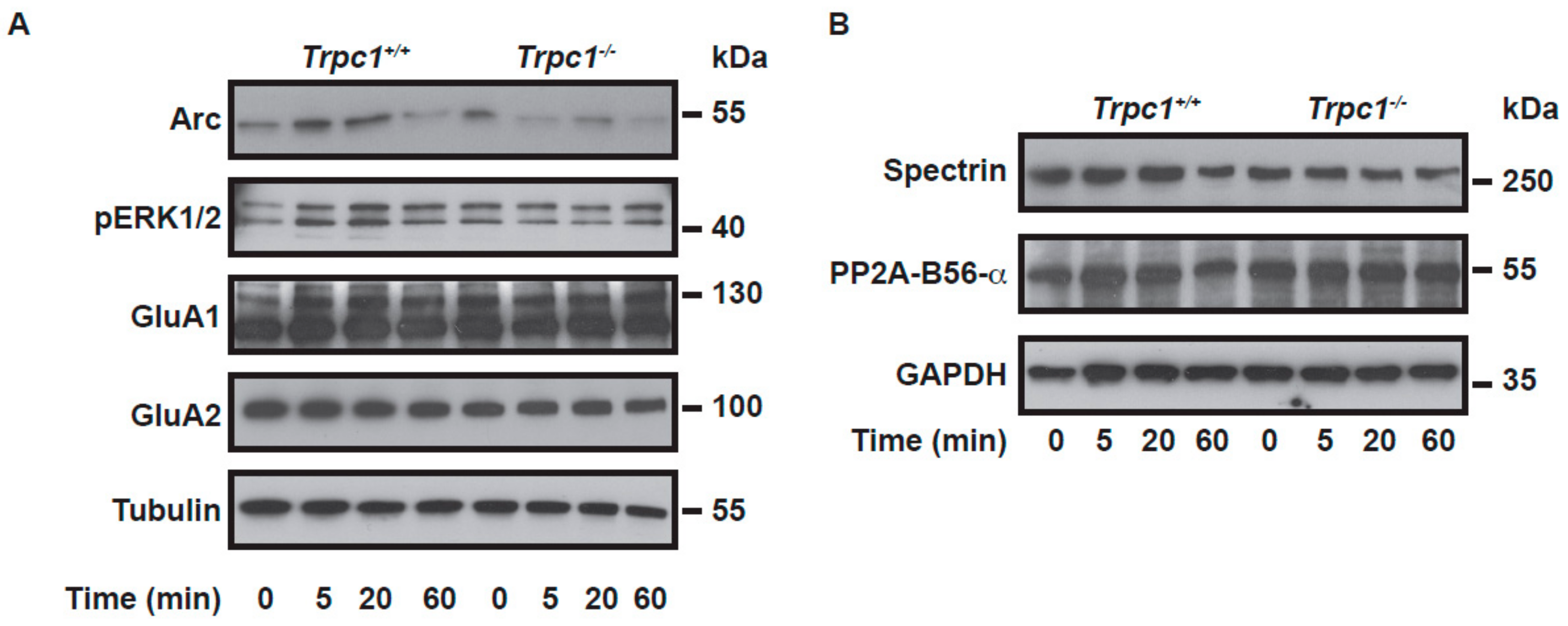 Ijms 21 01712 g005 Ijms 21 01712 g005