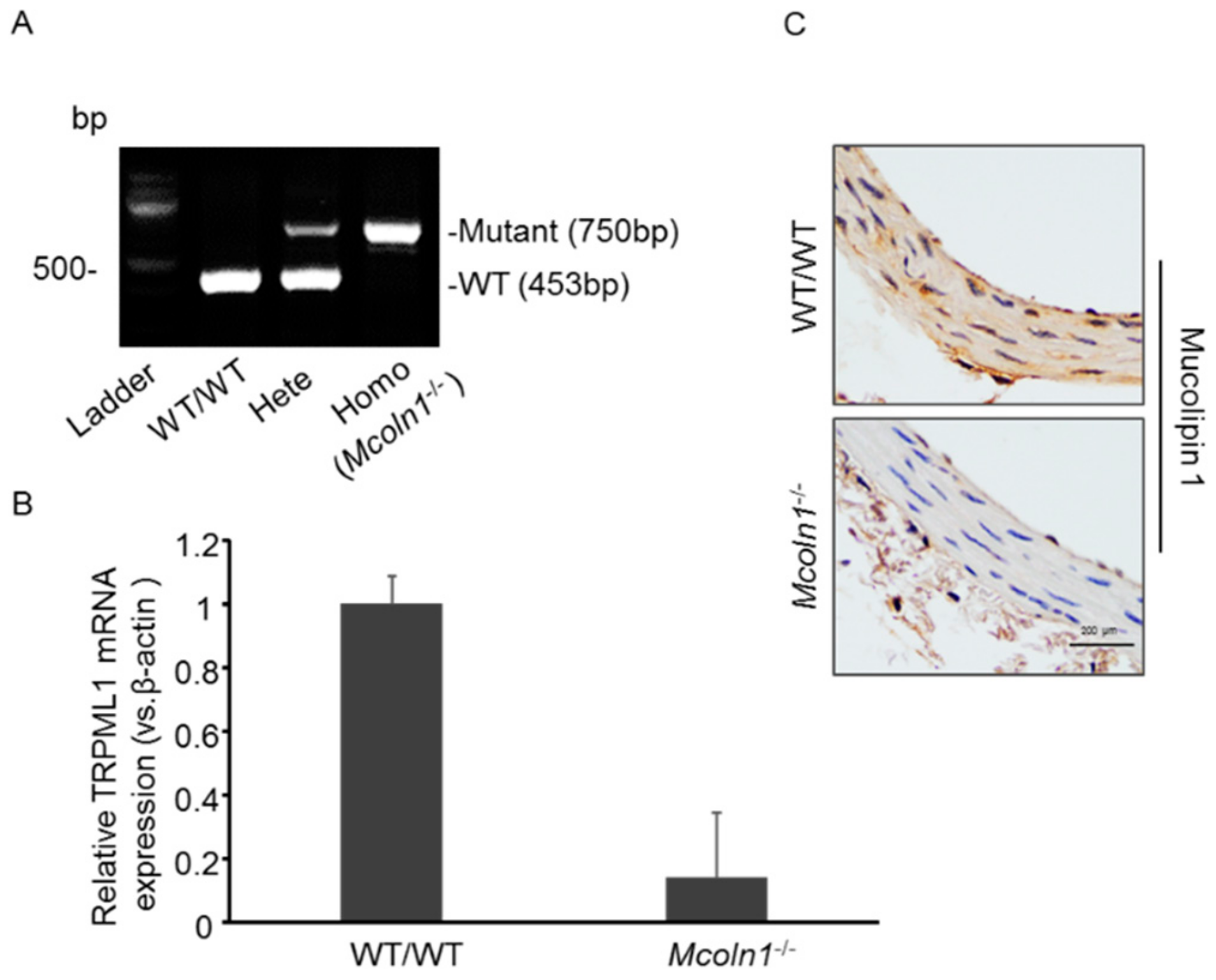 Ijms 21 01713 g001 Ijms 21 01713 g001
