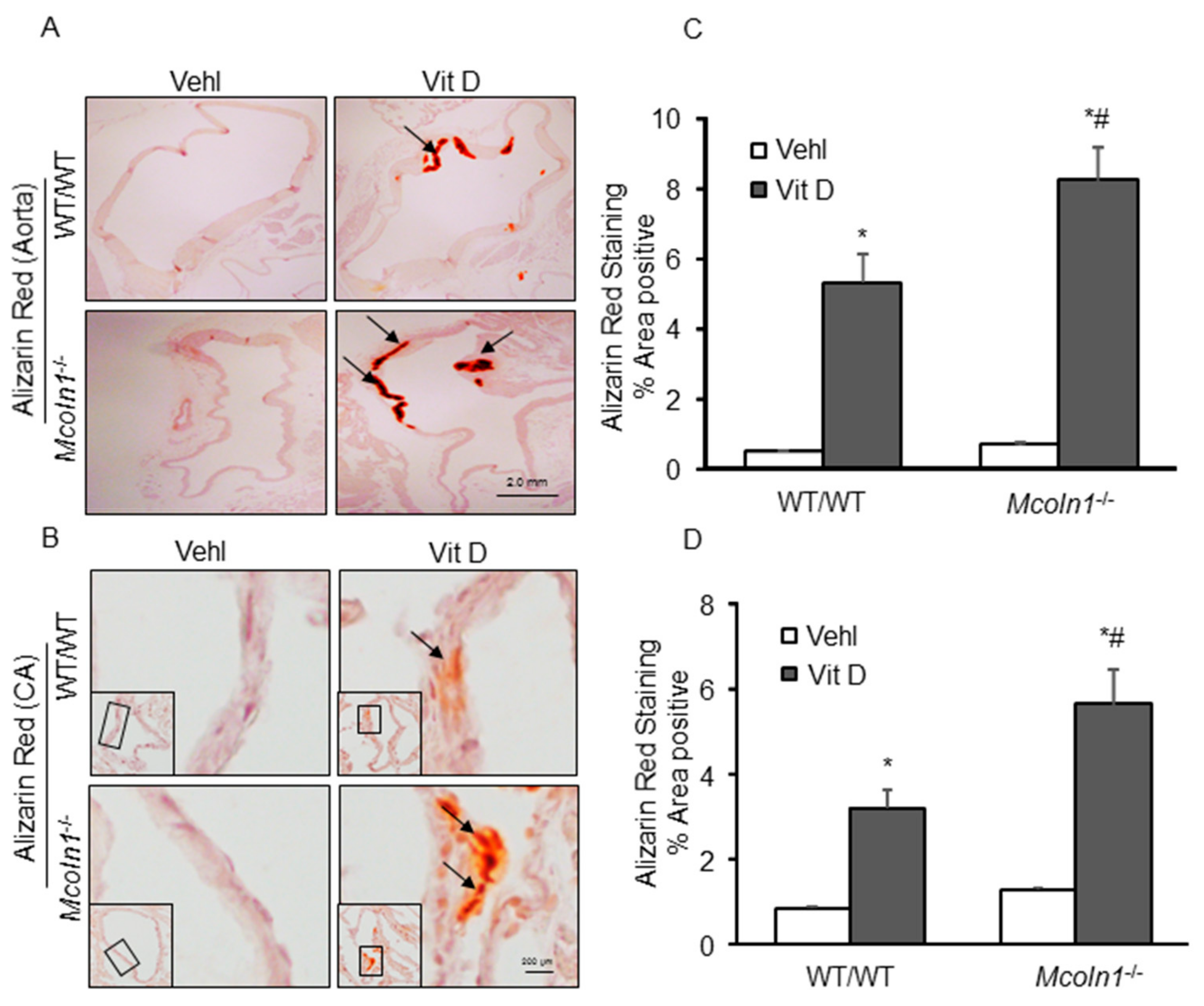 Ijms 21 01713 g002 Ijms 21 01713 g002