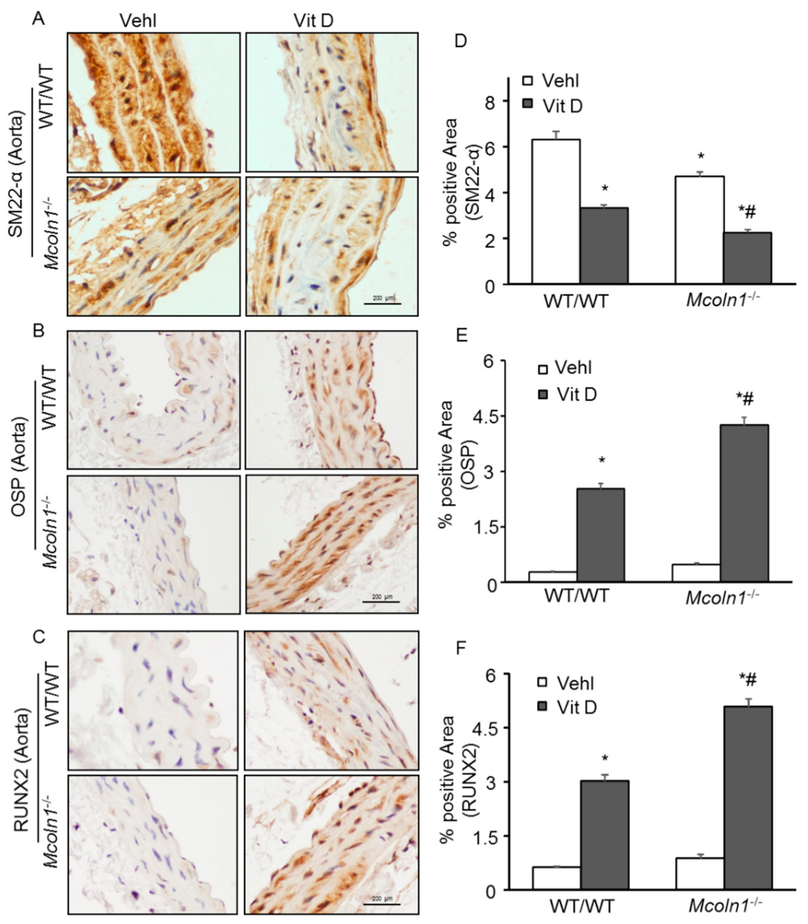Ijms 21 01713 g003 Ijms 21 01713 g003