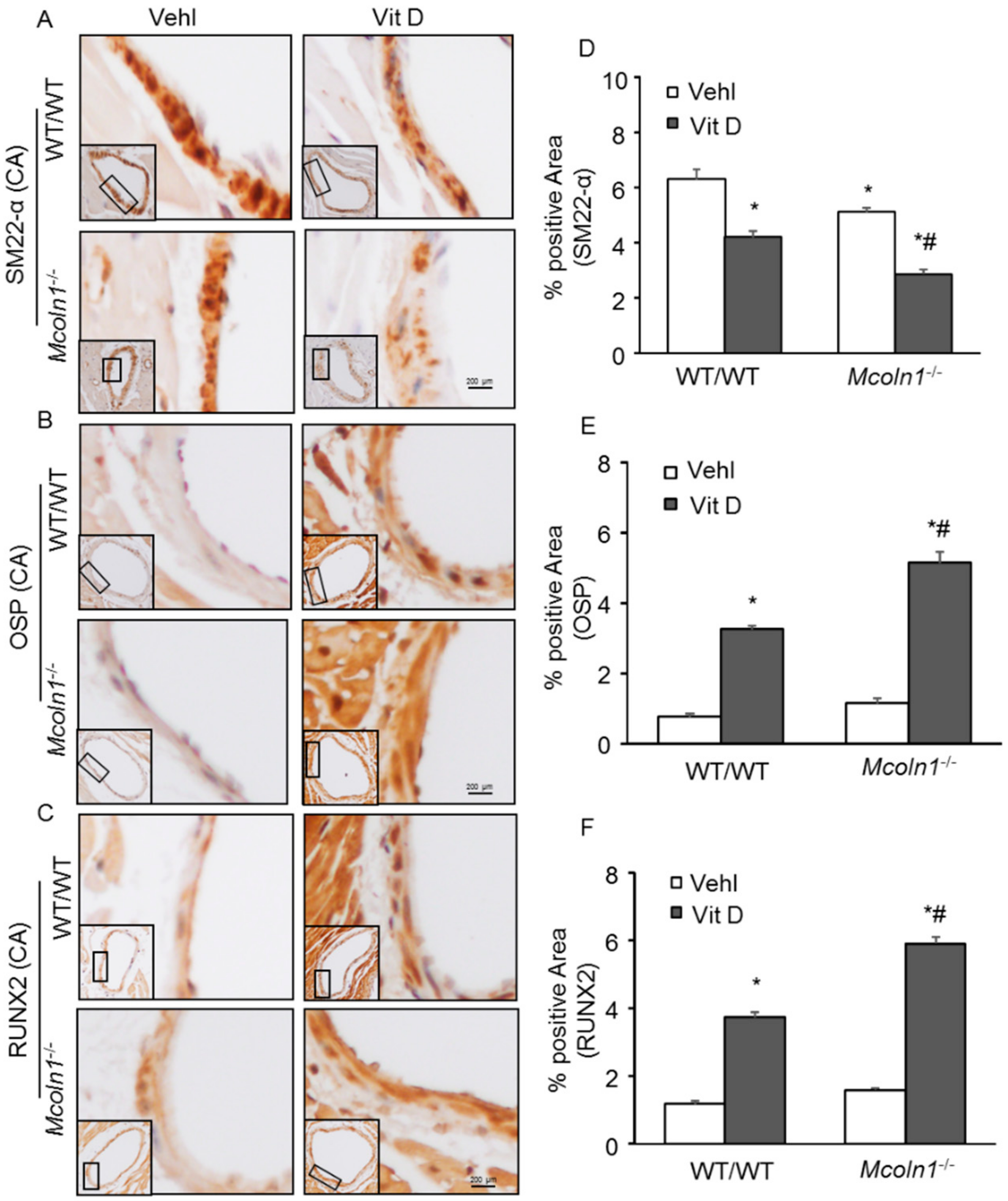 Ijms 21 01713 g005 Ijms 21 01713 g005