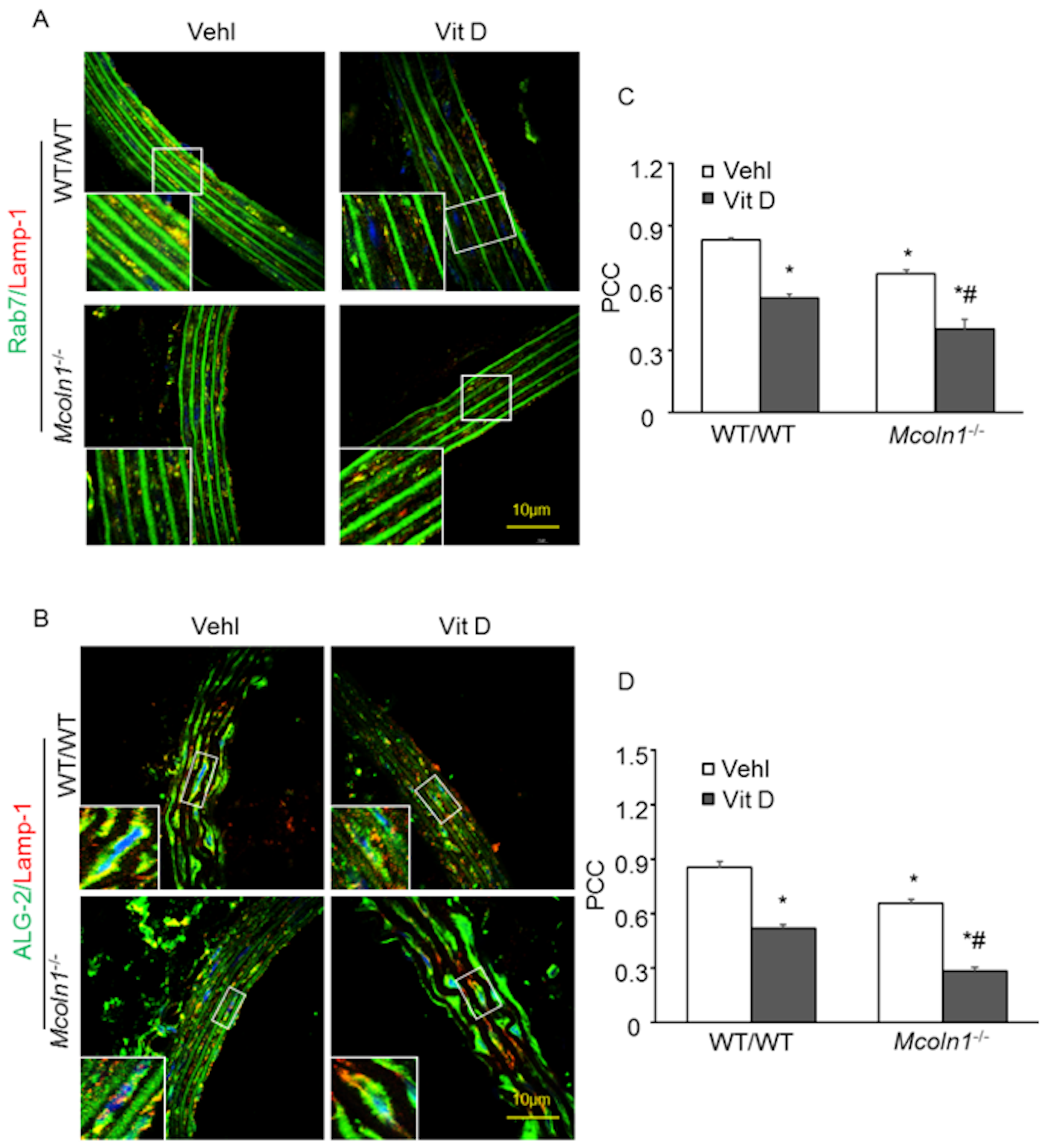 Ijms 21 01713 g006 Ijms 21 01713 g006