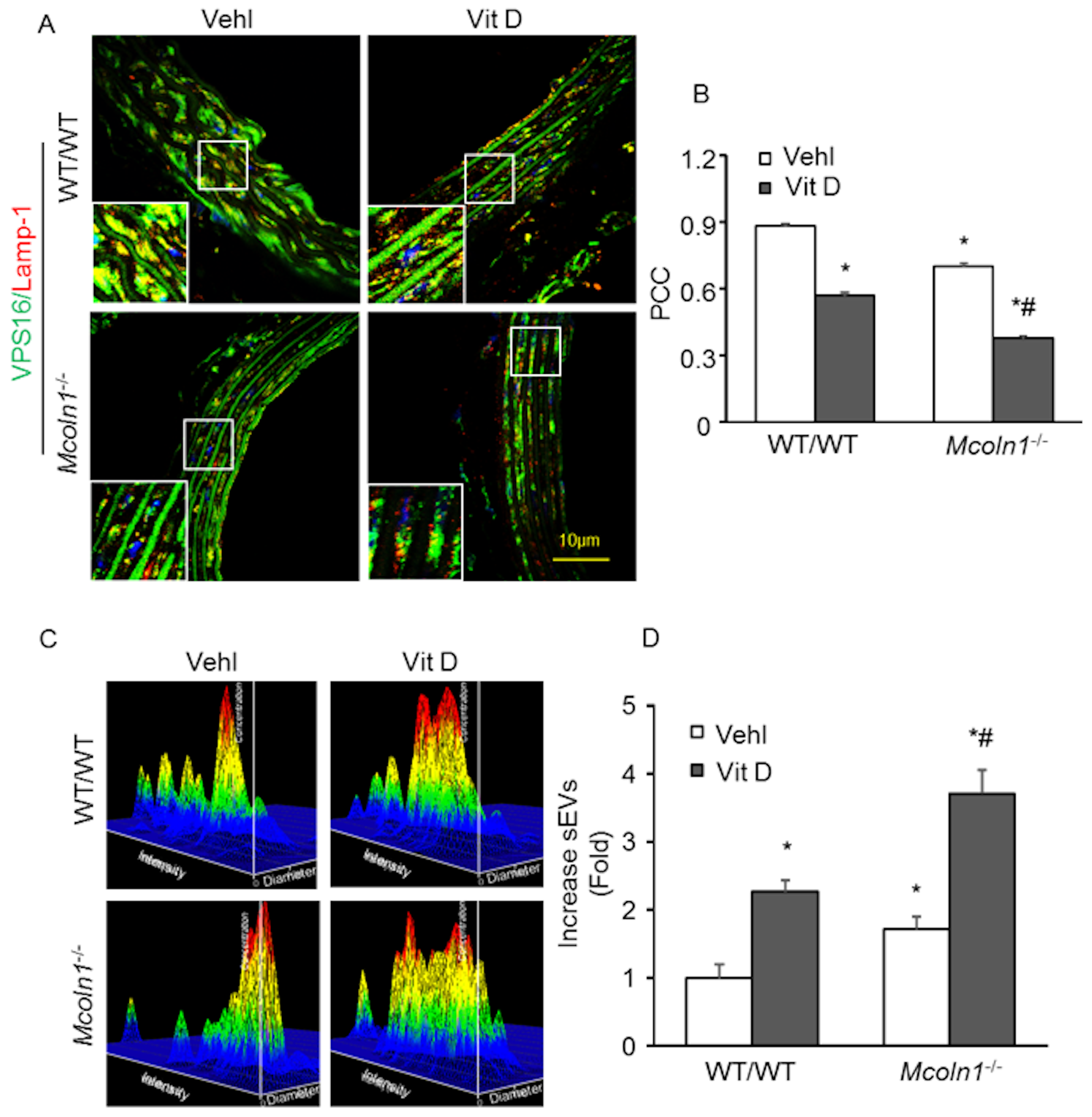 Ijms 21 01713 g007 Ijms 21 01713 g007
