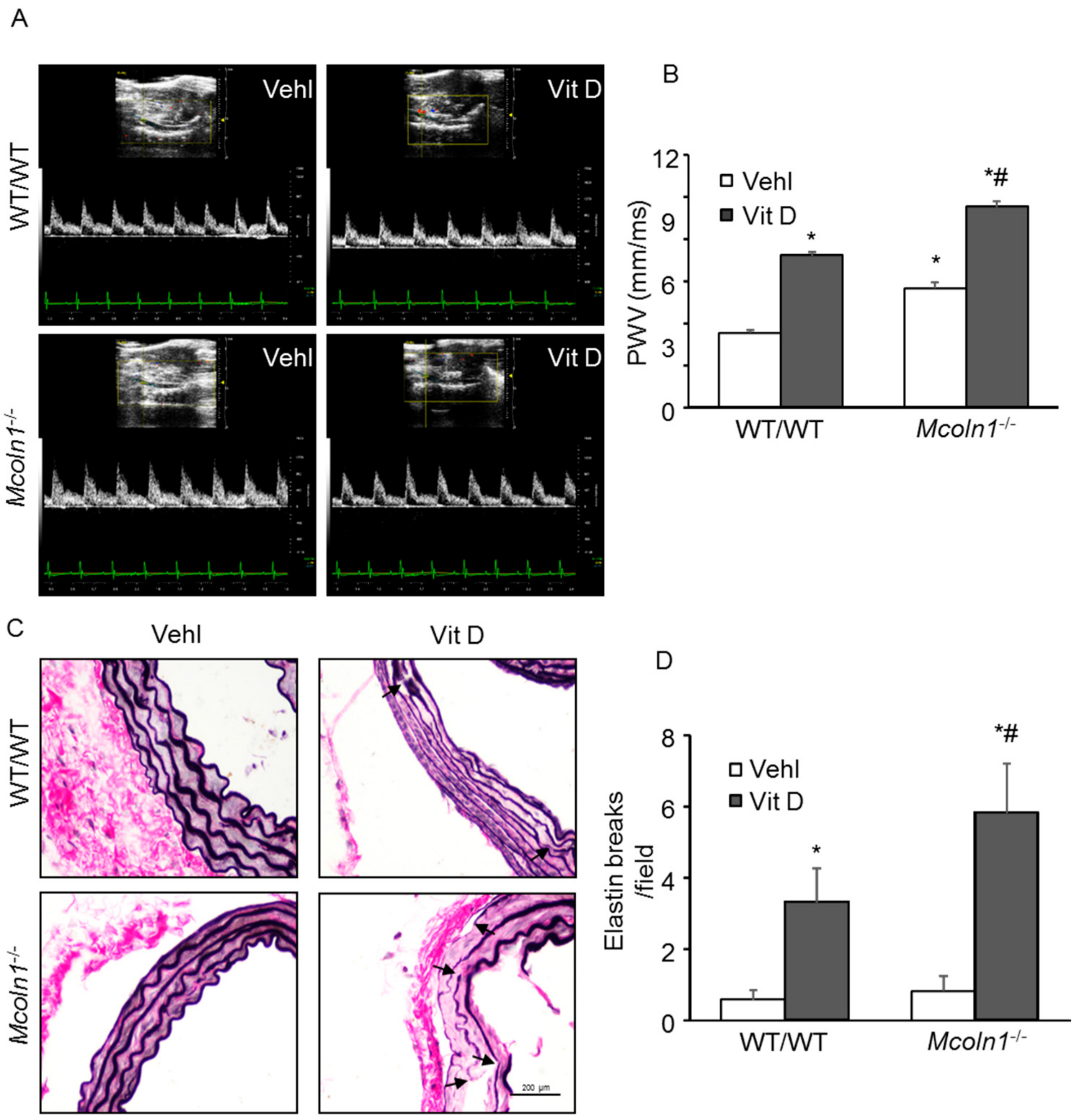 Ijms 21 01713 g010 Ijms 21 01713 g010