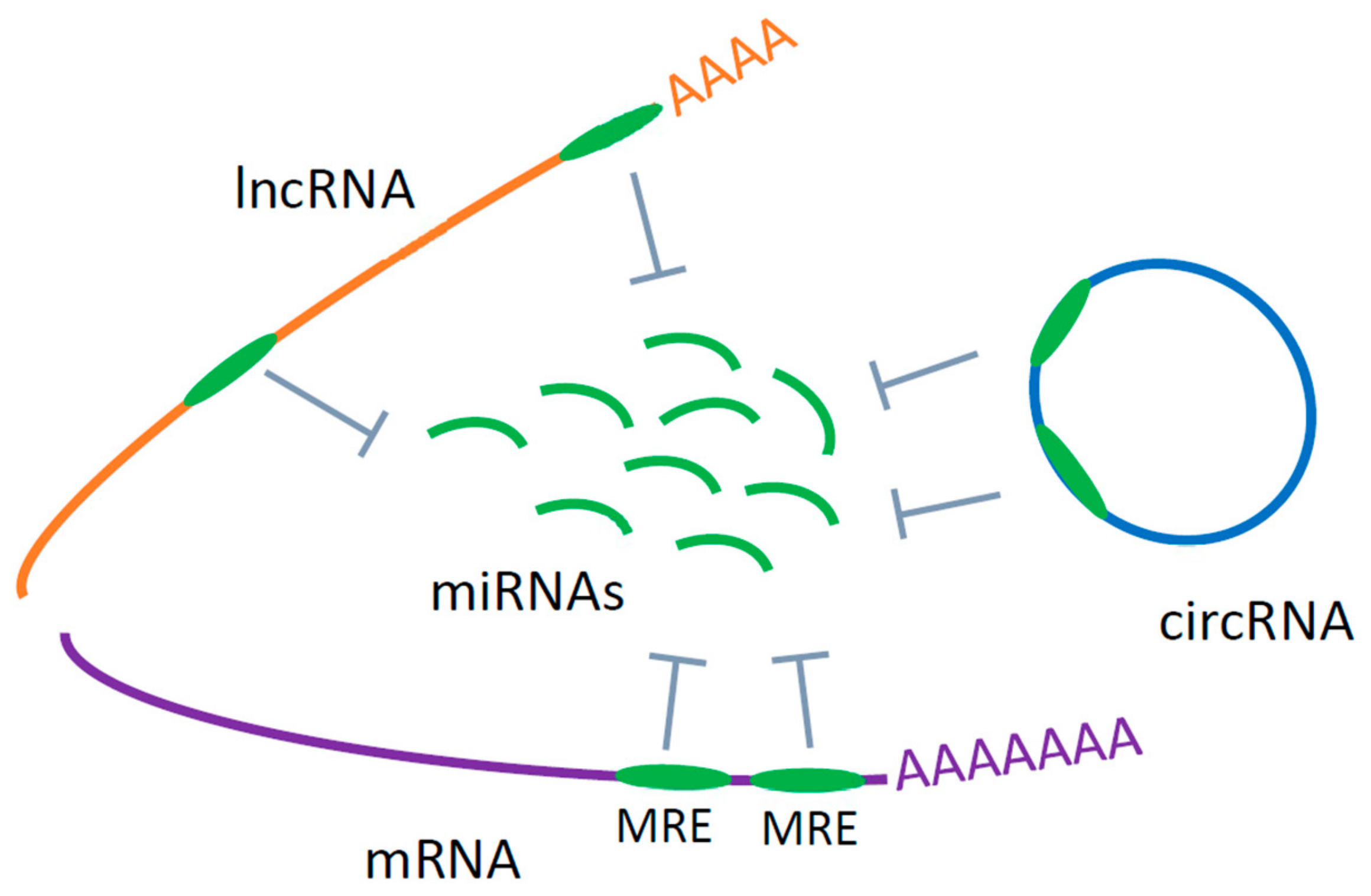 Ijms Free Full Text Circulating Rnas As Potential Biomarkers In Amyotrophic Lateral Sclerosis Html