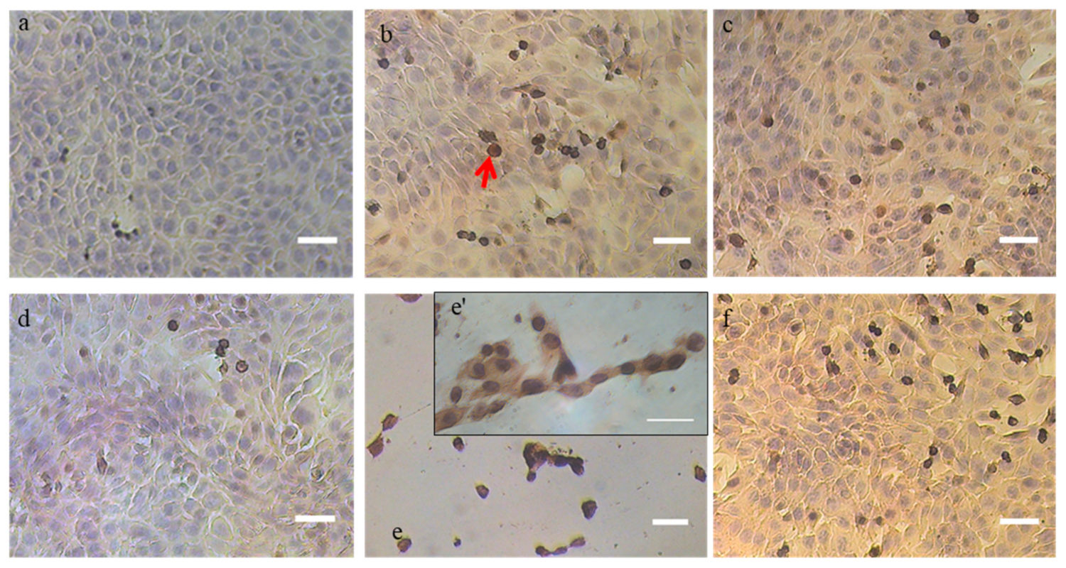 Ijms 21 01719 g002 Ijms 21 01719 g002