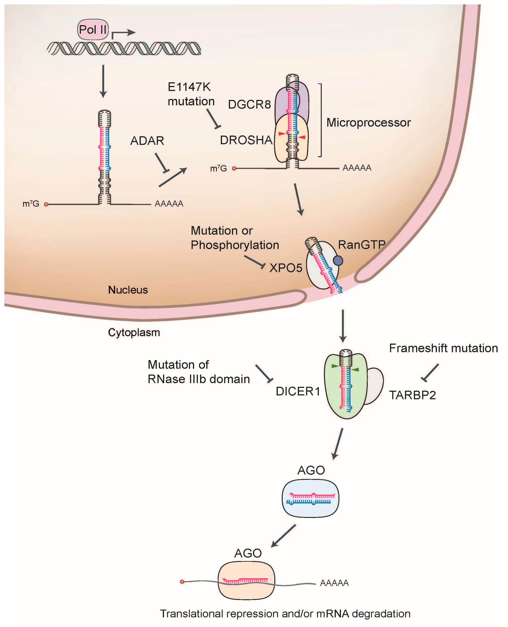 miR-34 loci and expression levels of miR-34a, miR-34b, miR-34b*, and