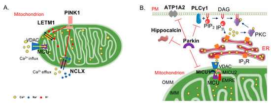PINK1/Parkin Mediated Mitophagy, Ca2+ Signalling, and ER