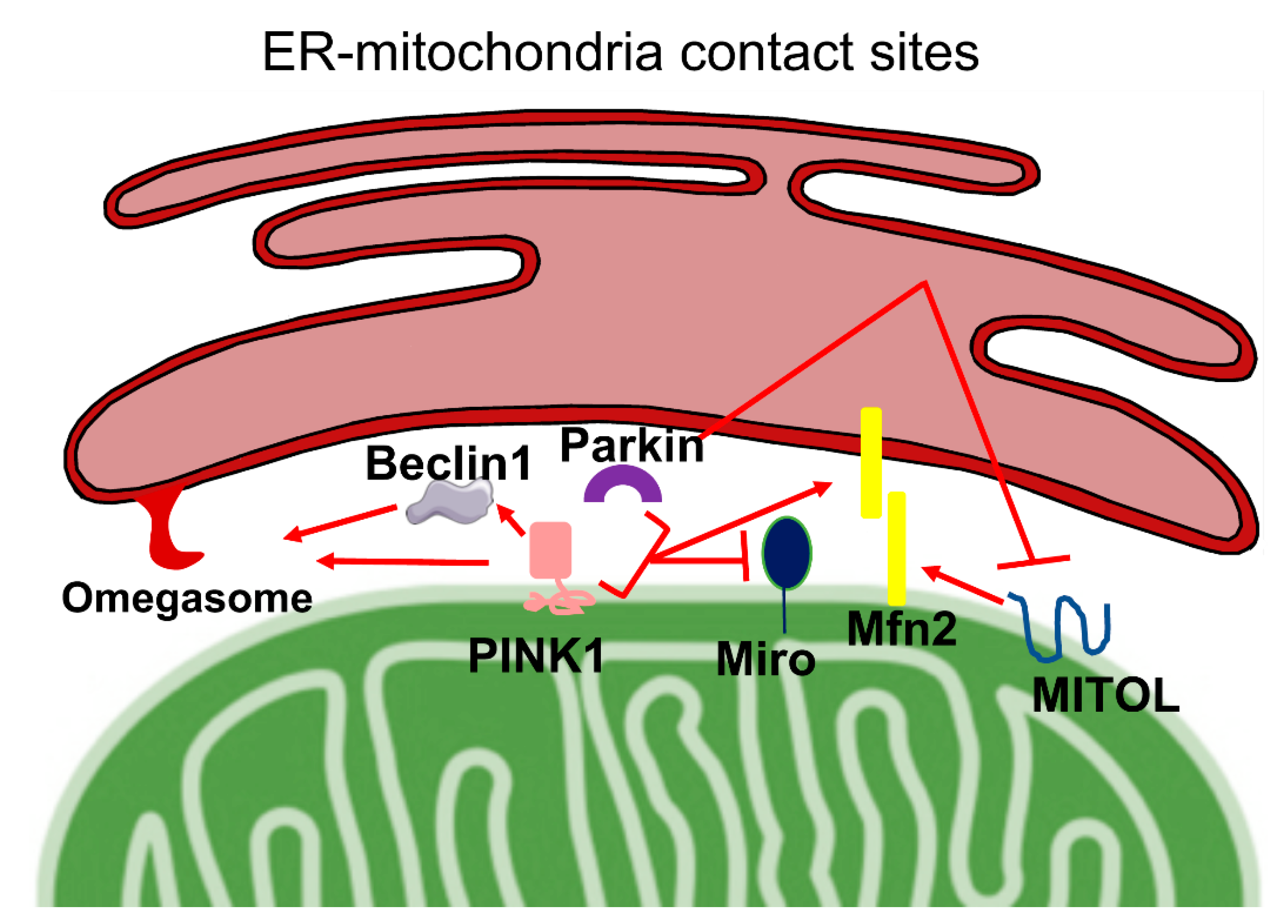 Ijms Free Full Text Pink1 Parkin Mediated Mitophagy Ca2 Signalling And Er Mitochondria Contacts In Parkinson S Disease