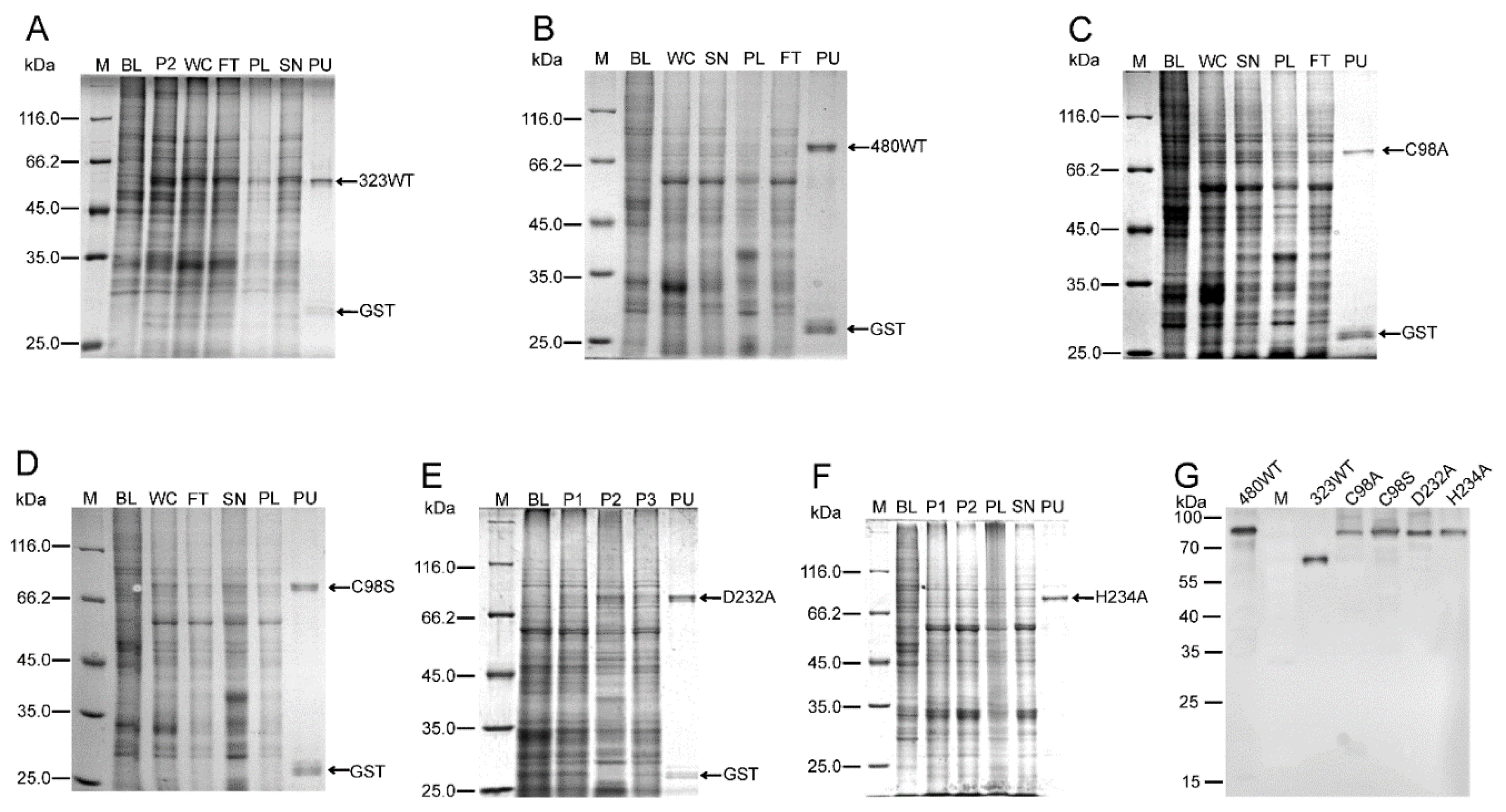 Ijms 21 01783 g002 Ijms 21 01783 g002