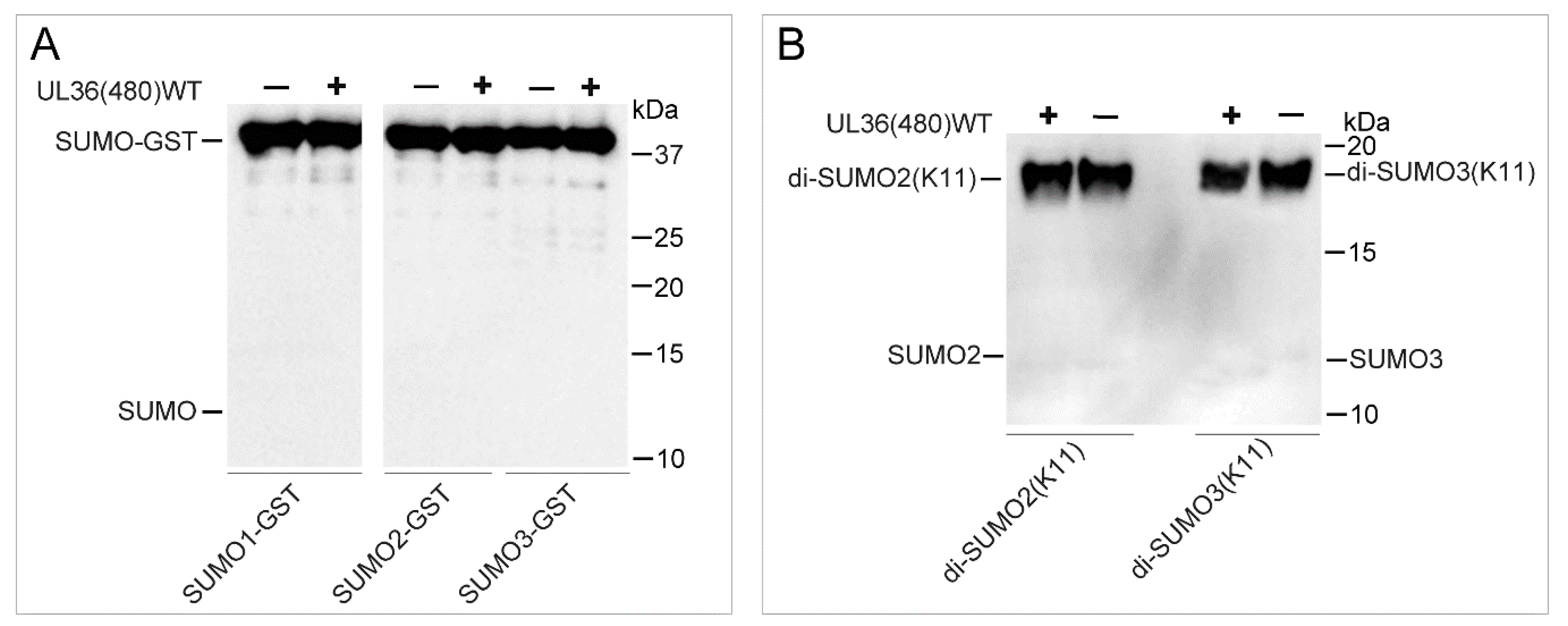 Ijms 21 01783 g006 Ijms 21 01783 g006